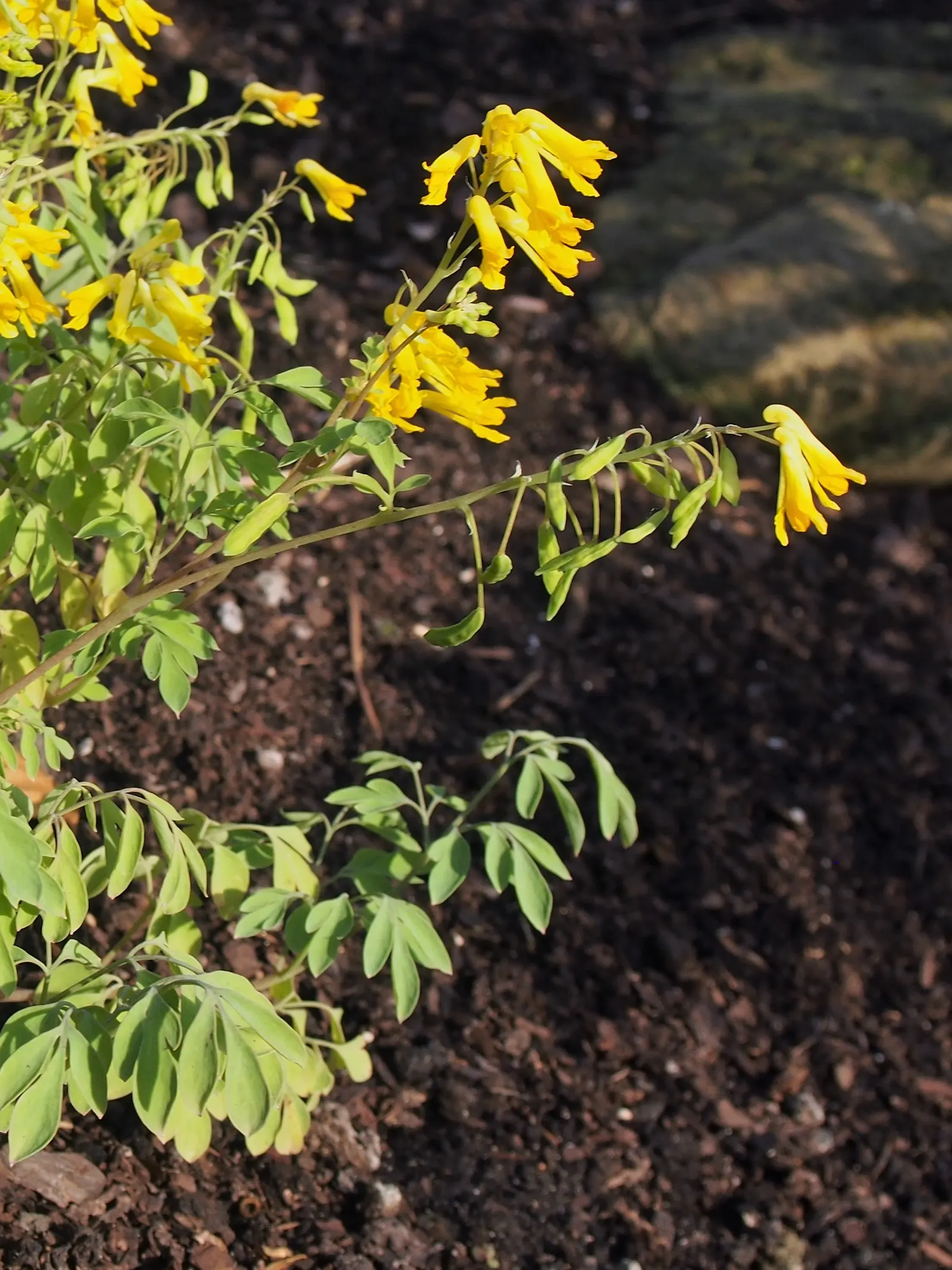 Yellow Corydalis (Corydalis Lutea) — demonstrating a robust cold-hardiness.<br><br>Typically