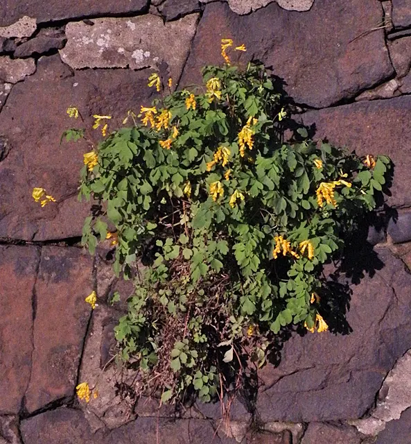Yellow Corydalis (Corydalis Lutea) — or as an understory plant in light woodland settings; hardy in zones 5-7, it adapts well to a variety of soil, image 57