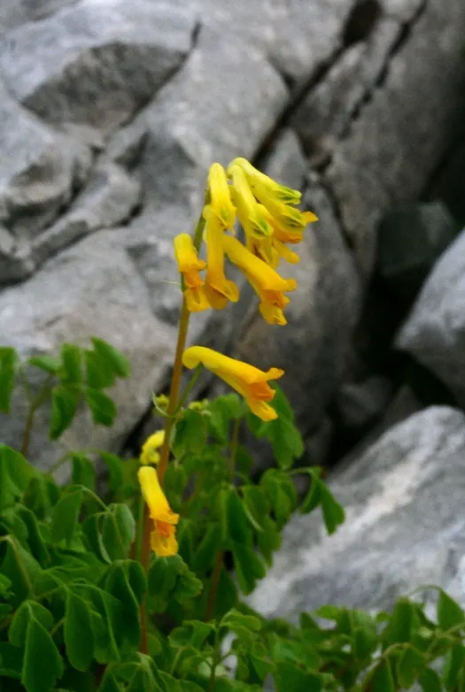 Yellow Corydalis (Corydalis Lutea) — making it an excellent choice for borders; yellow flowers in the garden, image 102