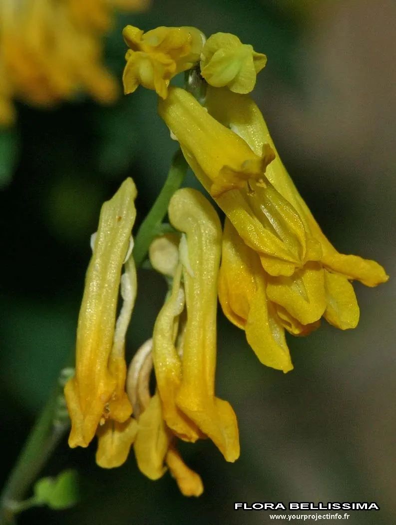 Yellow Corydalis (Corydalis Lutea) — It requires minimal care and is relatively free from diseases and pests
