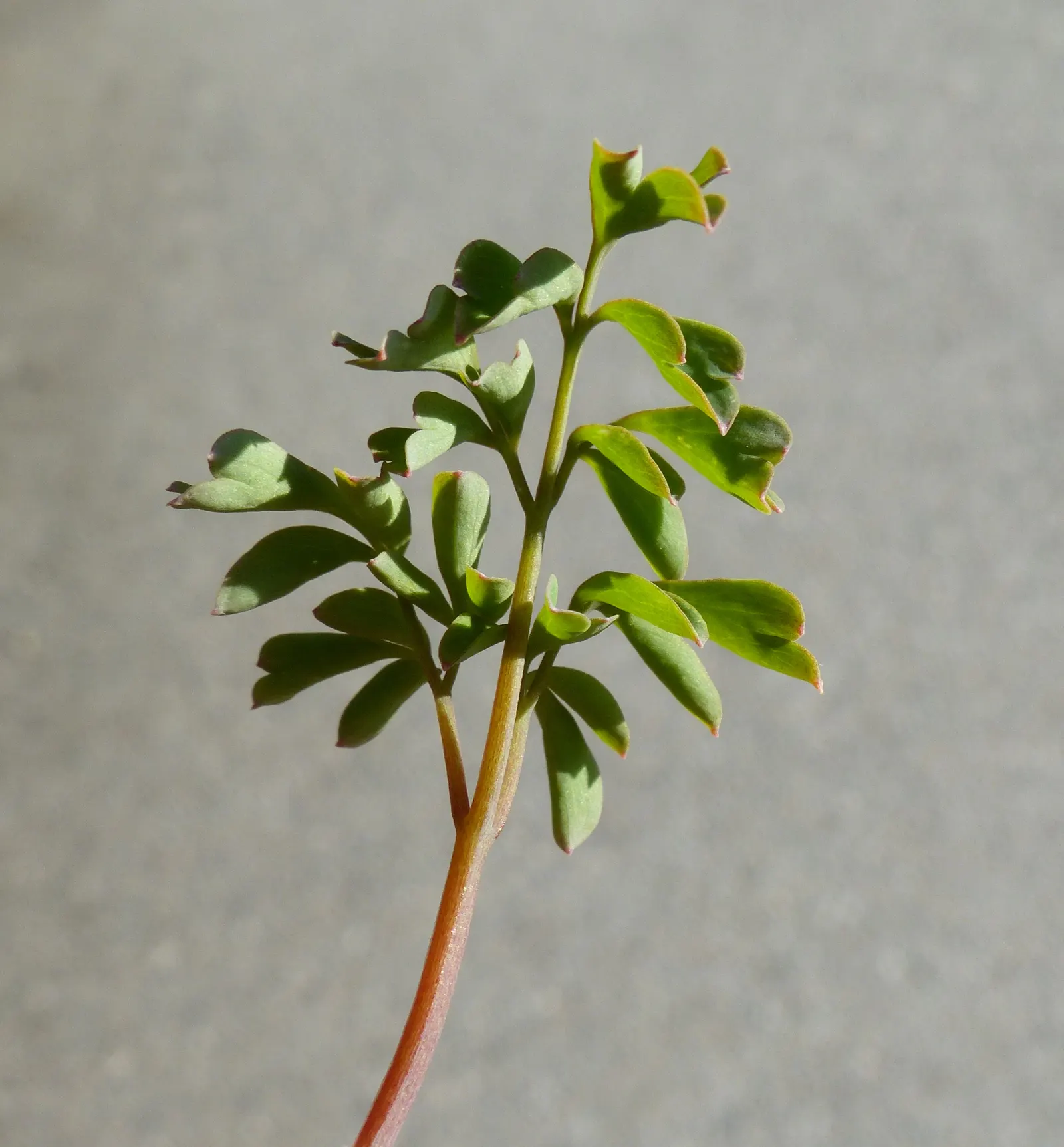 Yellow Corydalis (Corydalis Lutea) — or as an understory plant in light woodland settings; hardy in zones 5-7, it adapts well to a variety of soil, image 80