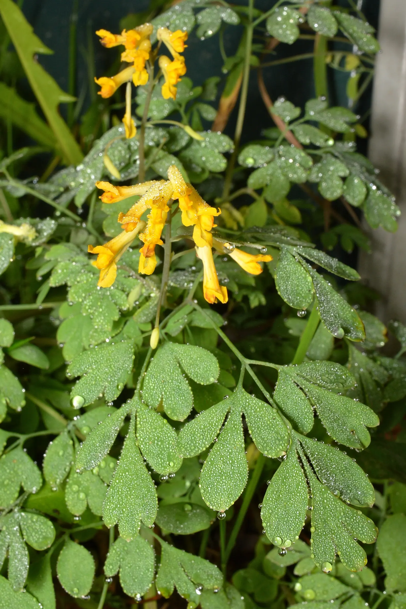Yellow Corydalis (Corydalis Lutea) — Ideal for rock gardens and woodland settings; consider its ability to naturalize and provide a pop of color among other