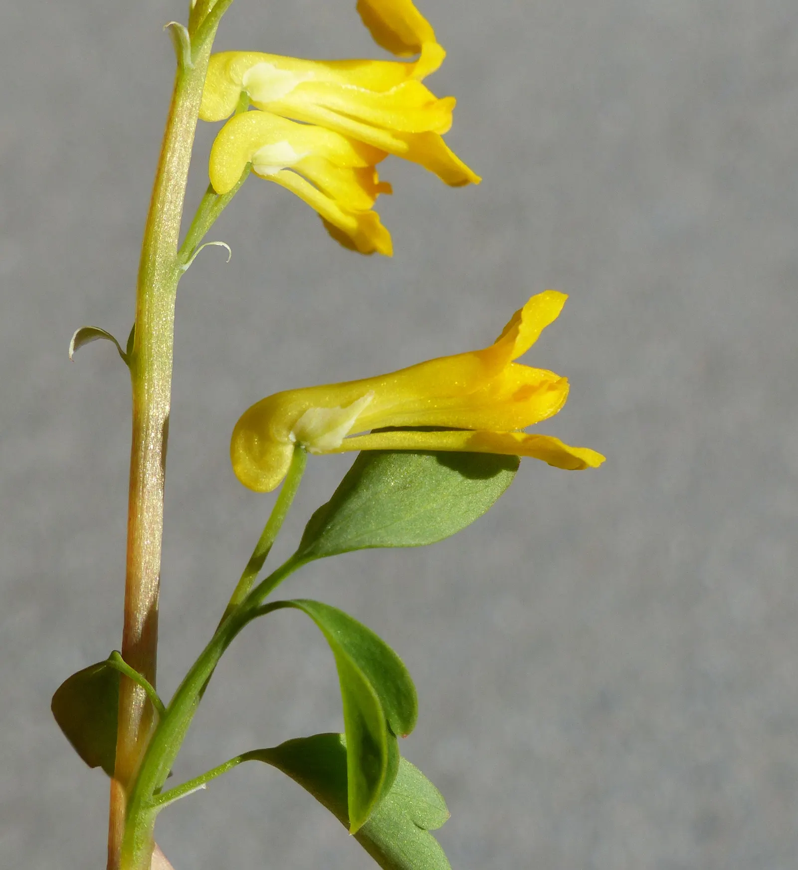 Yellow Corydalis (Corydalis Lutea) — These blooms sprout above the foliage on slender stems; ideal for rock gardens and woodland settings
