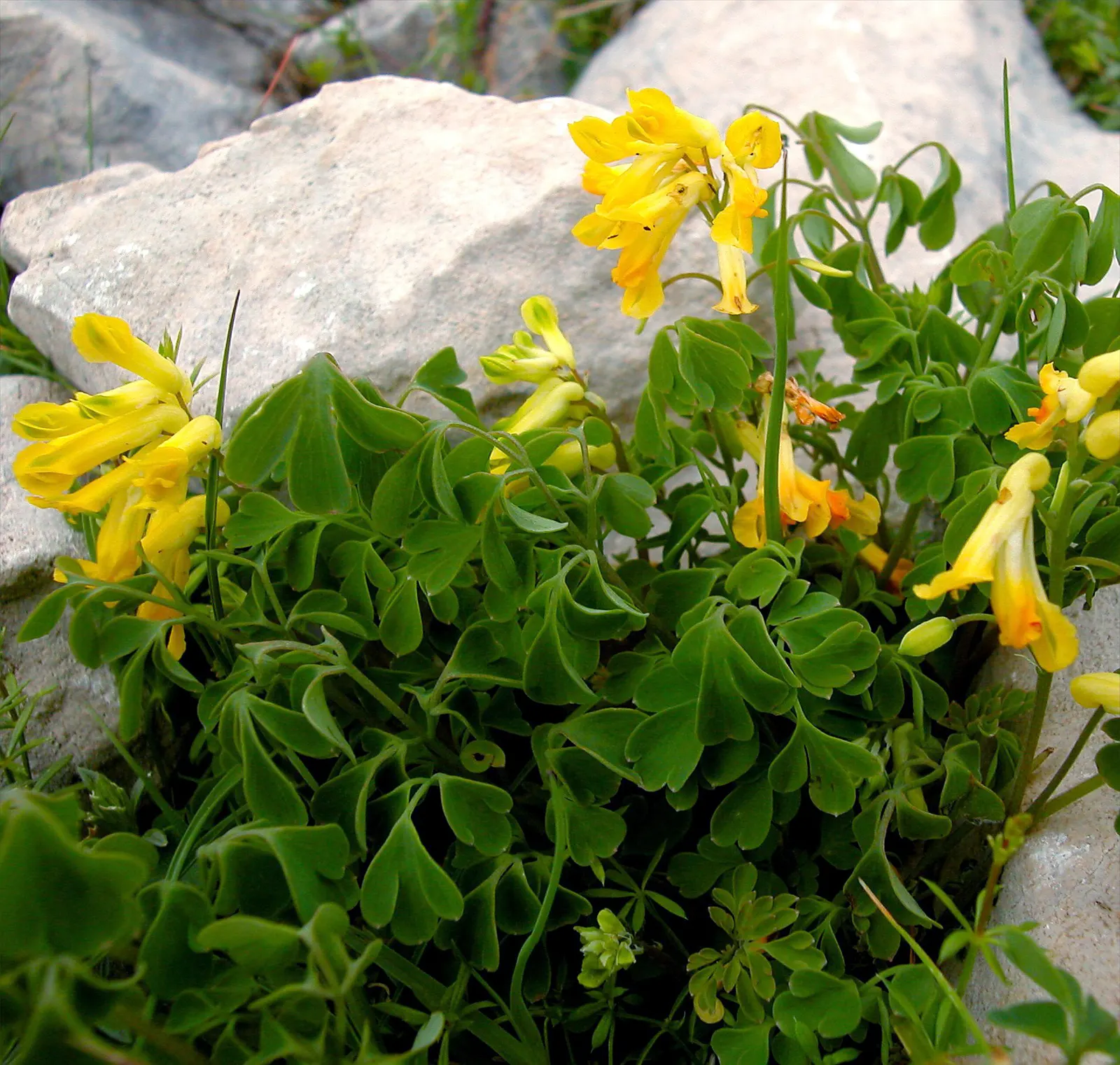 Yellow Corydalis (Corydalis Lutea) — Thriving in partial to full shade, it reaches 12-15 inches in height and spreads approximately 12 inches wide; or as an
