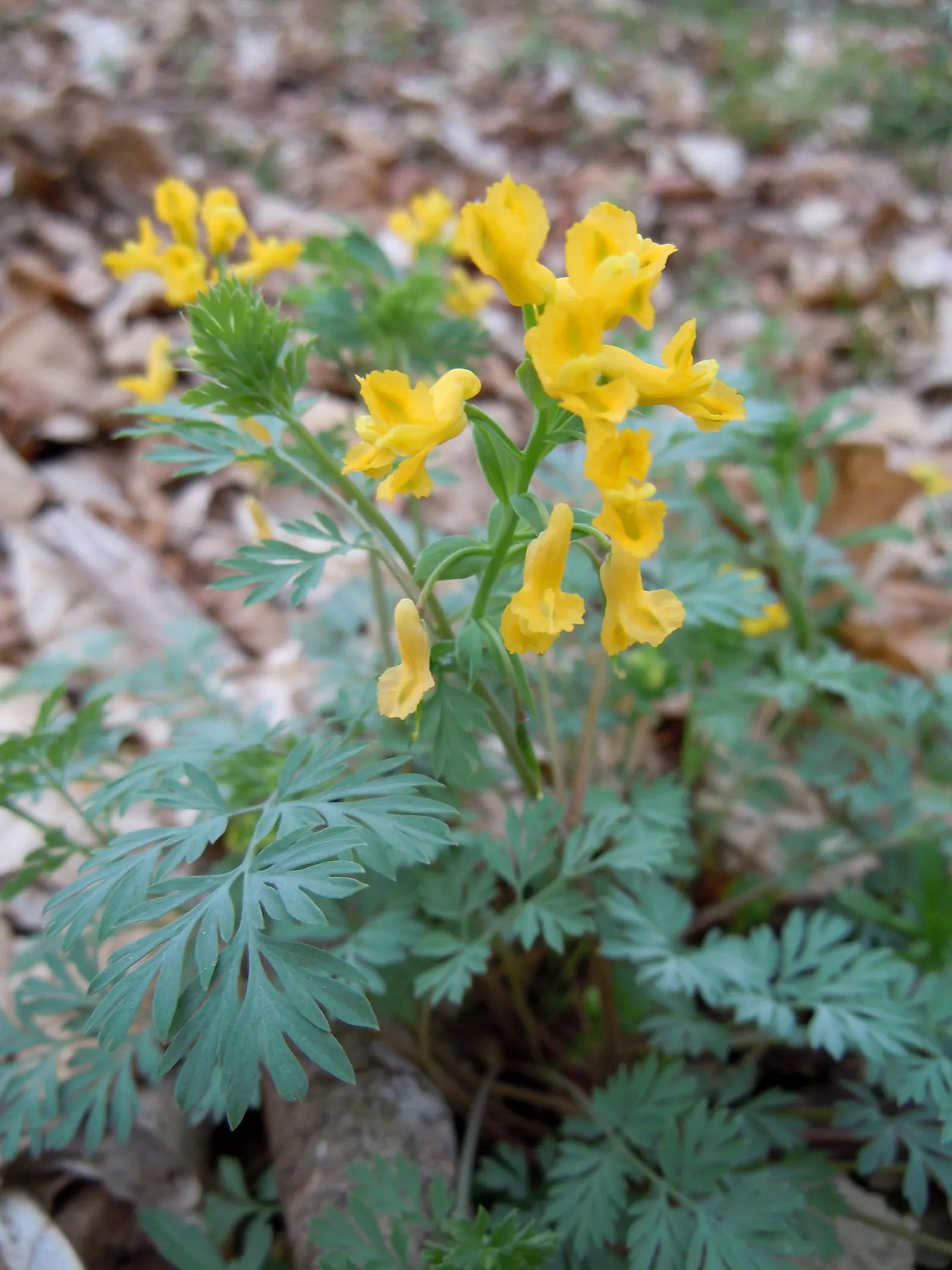 Yellow Corydalis (Corydalis Lutea) — tubular flowers that are about 1 inch in size; it requires minimal care and is relatively free from diseases, image 59