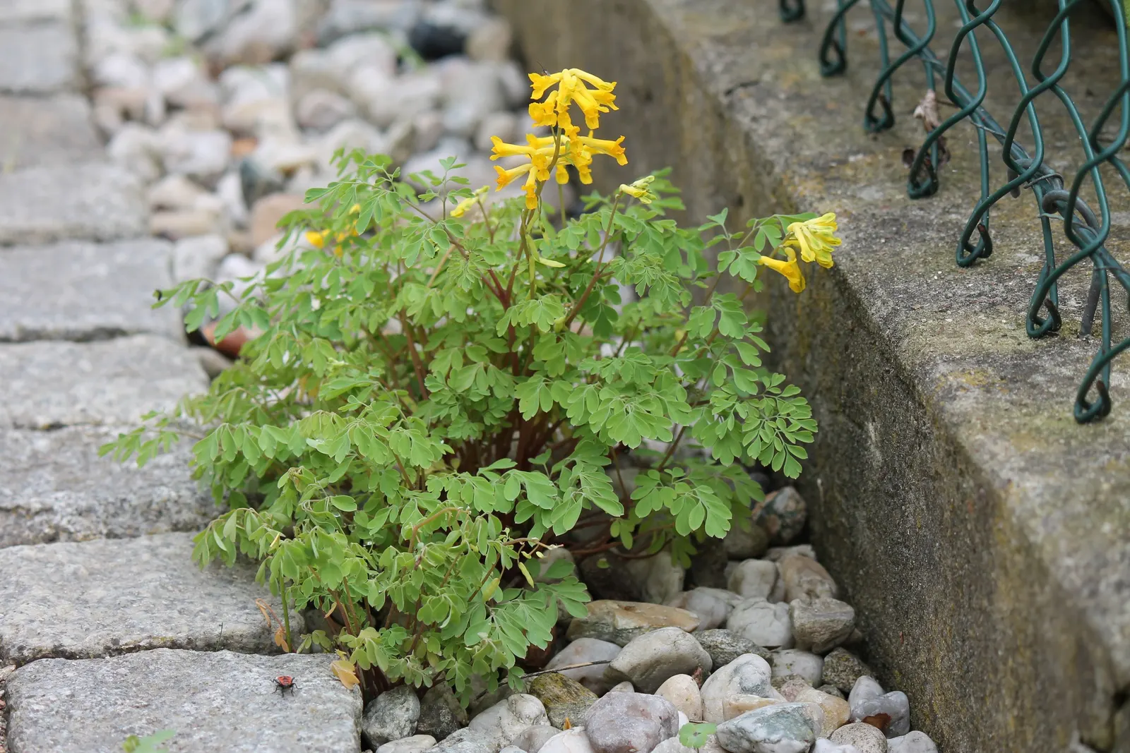 Yellow Corydalis (Corydalis Lutea) — Yellow Corydalis graces the landscape with a profusion of cheerful yellow, image 35