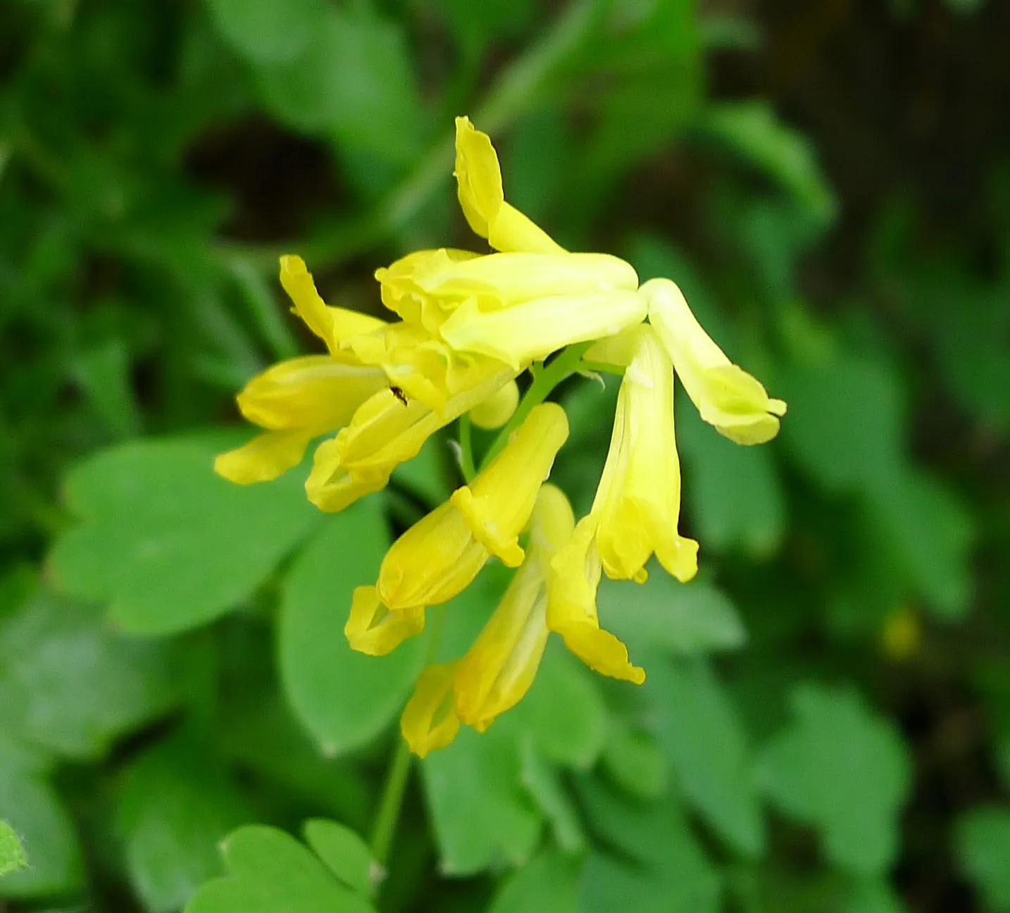 Yellow Corydalis (Corydalis Lutea) — Native to the alpine regions of Italy and Switzerland, this plant brings a touch of European charm to gardens; moreover