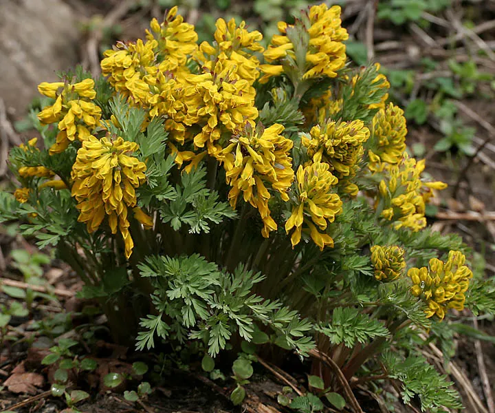 Yellow Corydalis (Corydalis Lutea) — this low-maintenance plant provides continuous blooms from late spring to early fall; thriving in partial to, image 50