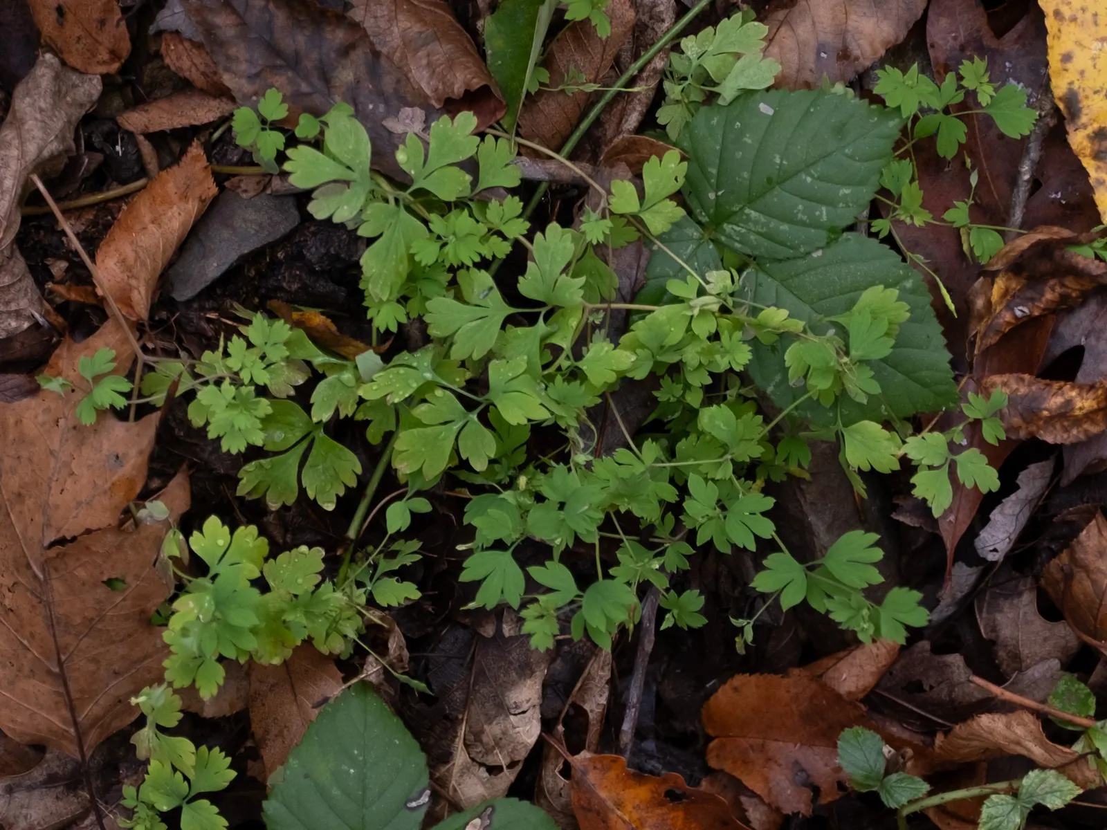 Yellow Corydalis (Corydalis Lutea) — yellow flowers in the garden; native to the alpine regions of Italy and Switzerland, this plant brings a touch, image 67