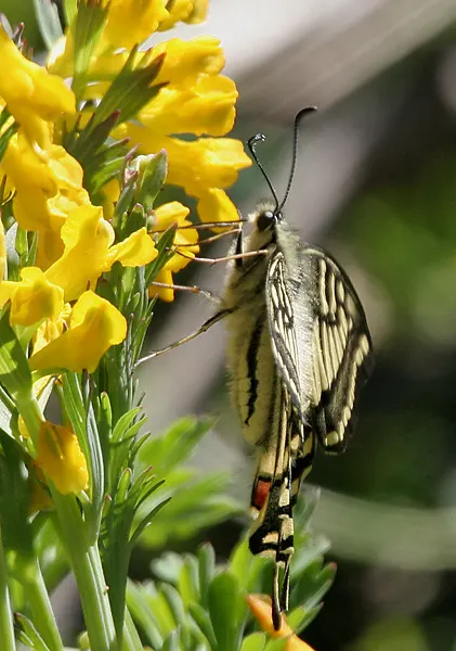 Yellow Corydalis (Corydalis Lutea) — Yellow Corydalis graces the landscape with a profusion of cheerful yellow, image 81