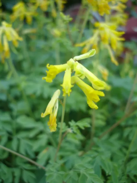 Yellow Corydalis (Corydalis Lutea) — tubular golden-yellow flowers