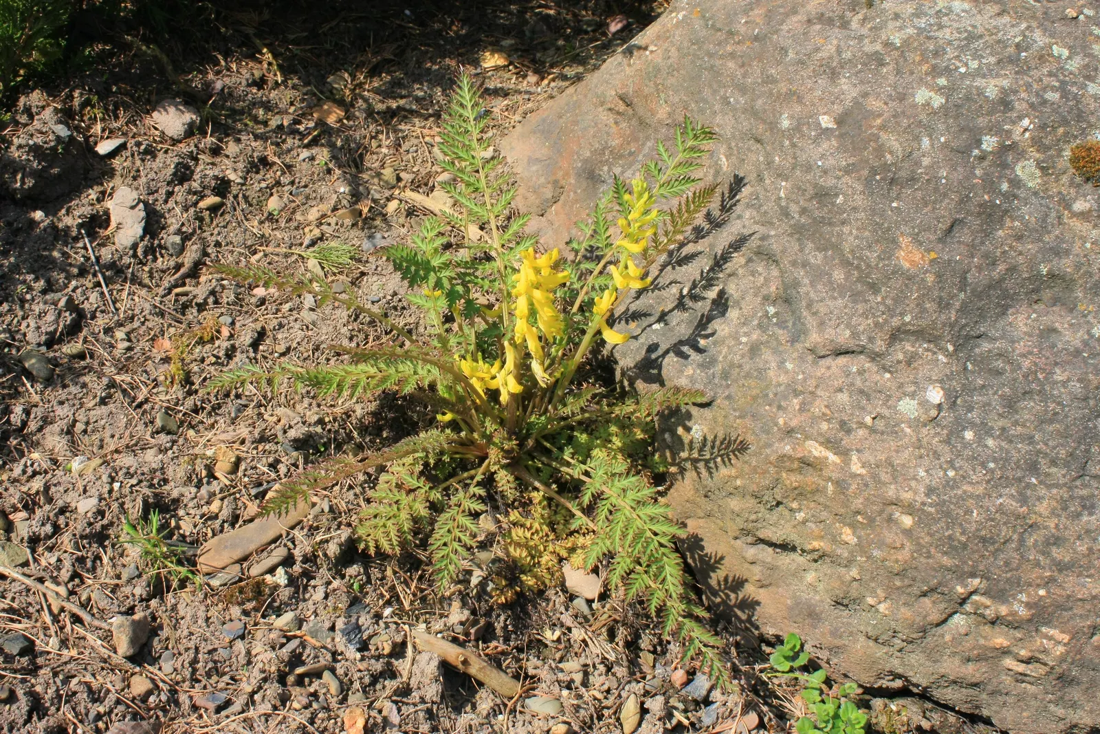 Yellow Corydalis (Corydalis Lutea) — tubular flowers that are about 1 inch in size