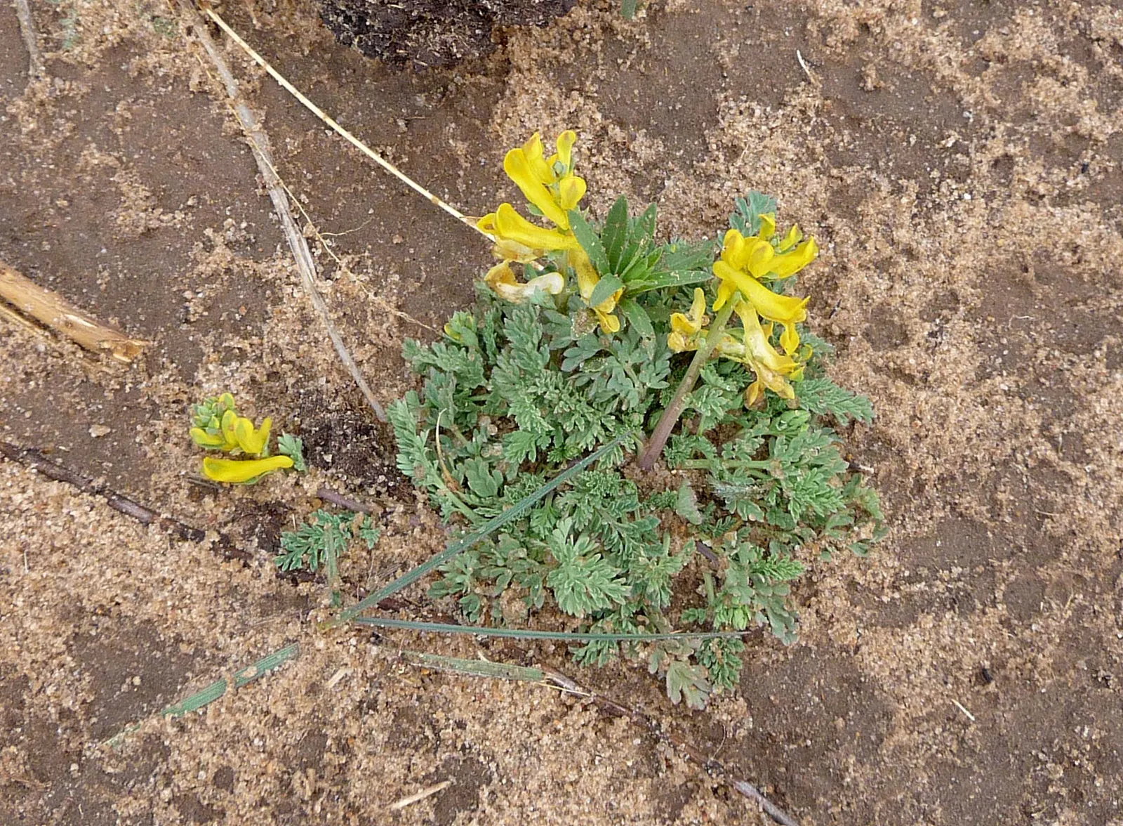 Yellow Corydalis (Corydalis Lutea) — demonstrating a robust cold-hardiness.<br><br>Typically; it flourishes in USDA hardiness zones 5 through 7, image 100