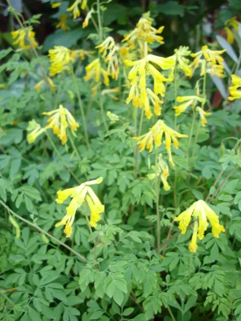 Yellow Corydalis (Corydalis Lutea) — It requires minimal care and is relatively free from diseases and pests; which is an added advantage in many regions