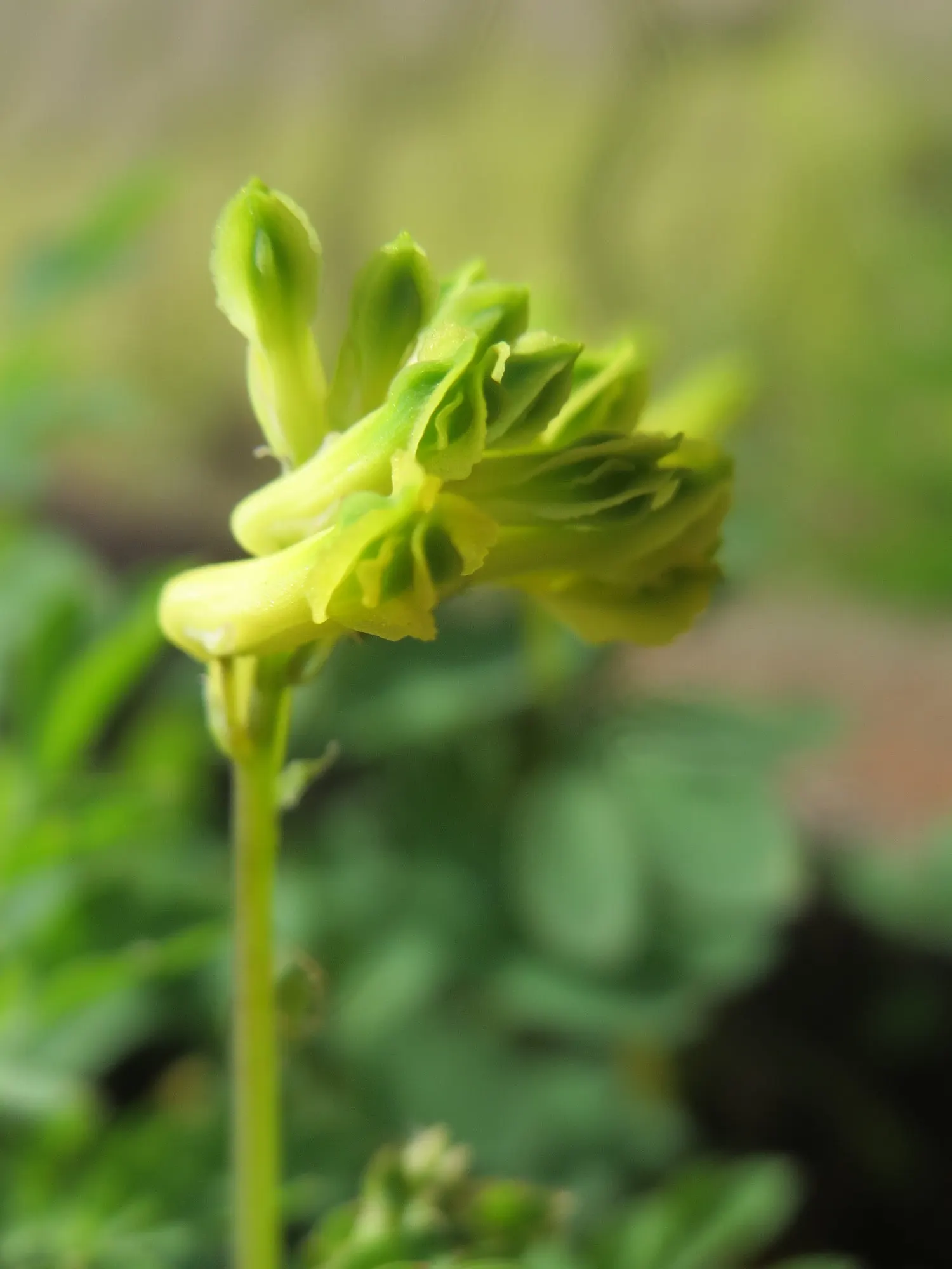 Yellow Corydalis (Corydalis Lutea) — Native to the alpine regions of Italy and Switzerland, this plant brings a touch of European charm to gardens, image 52