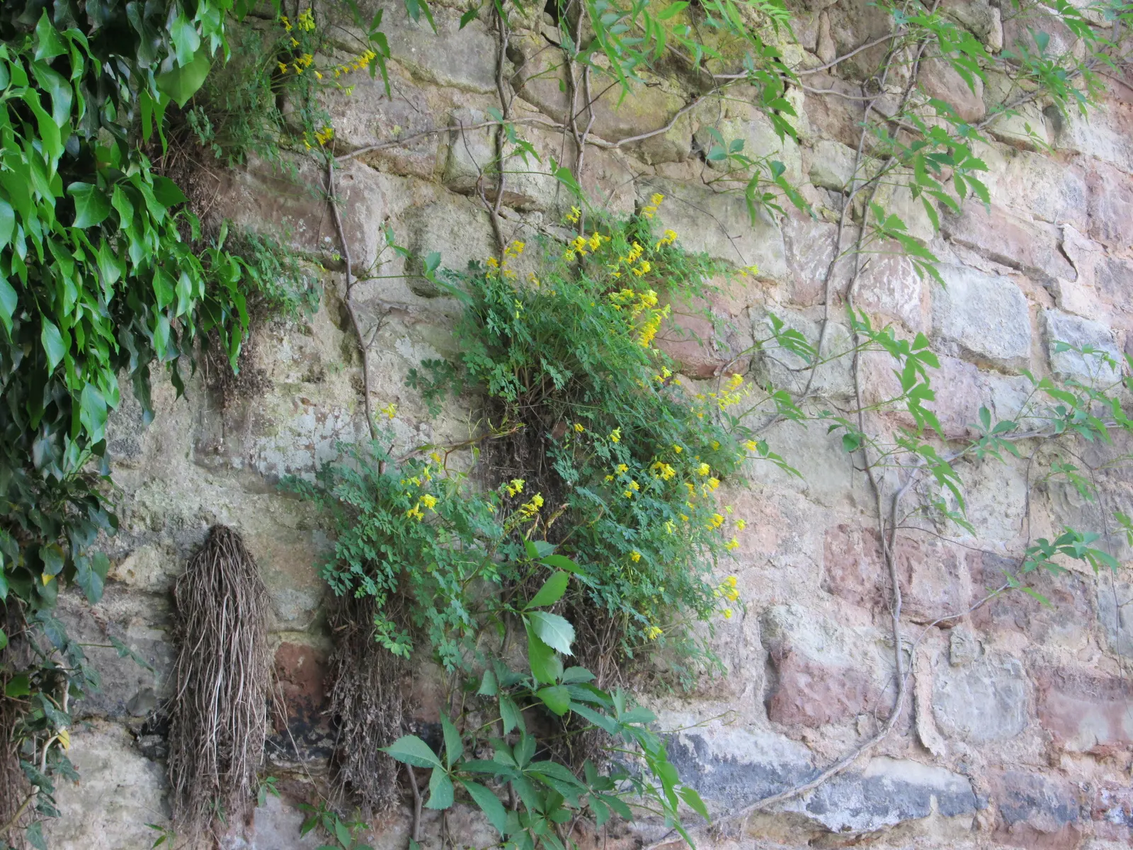 Yellow Corydalis (Corydalis Lutea) — Yellow Corydalis reaches a modest height of 12 to 18 inches with a similar spread