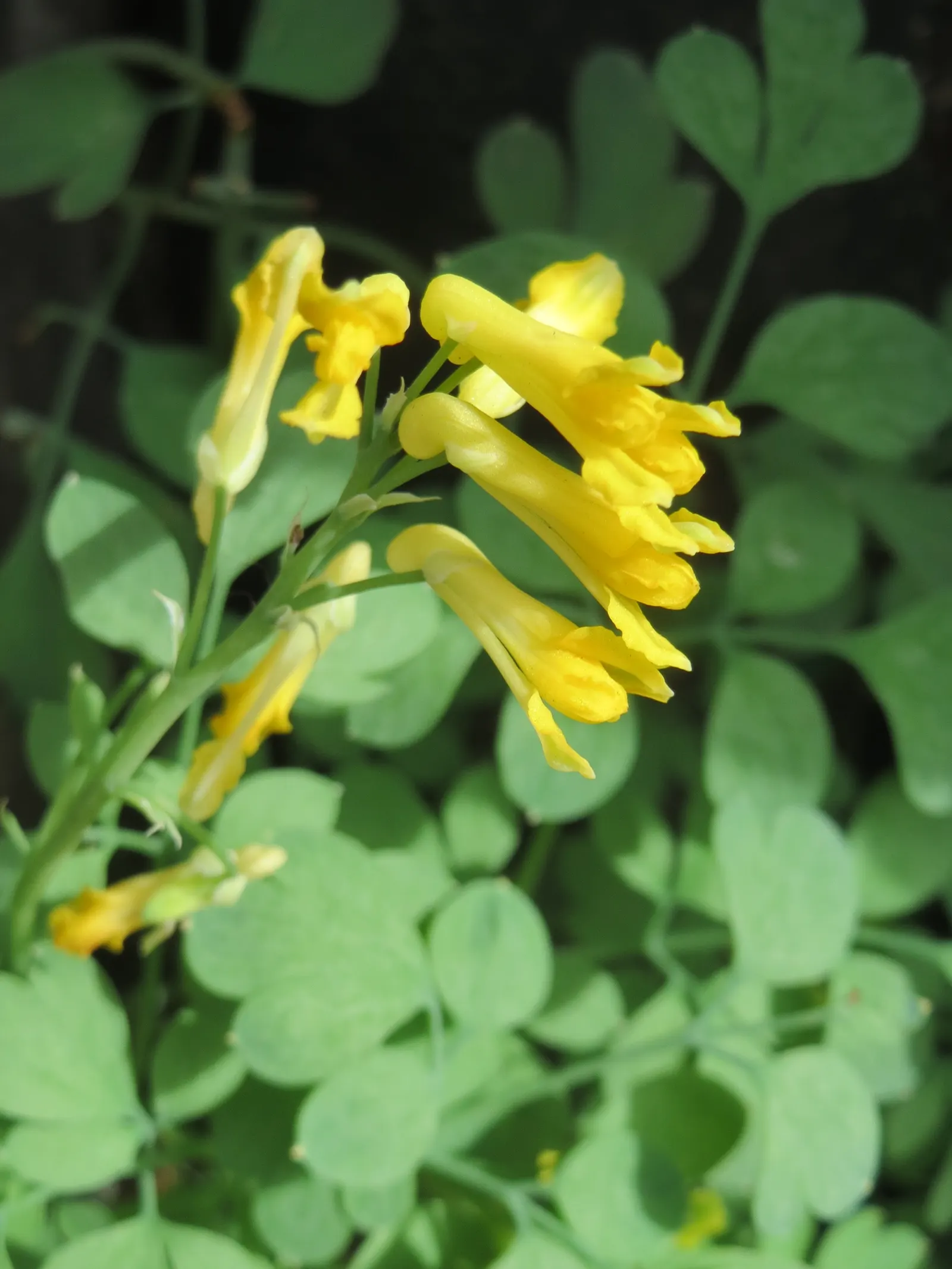 Yellow Corydalis (Corydalis Lutea) — Hardy in zones 5-7, it adapts well to a variety of soil conditions but prefers well-drained sites; yellow, image 97
