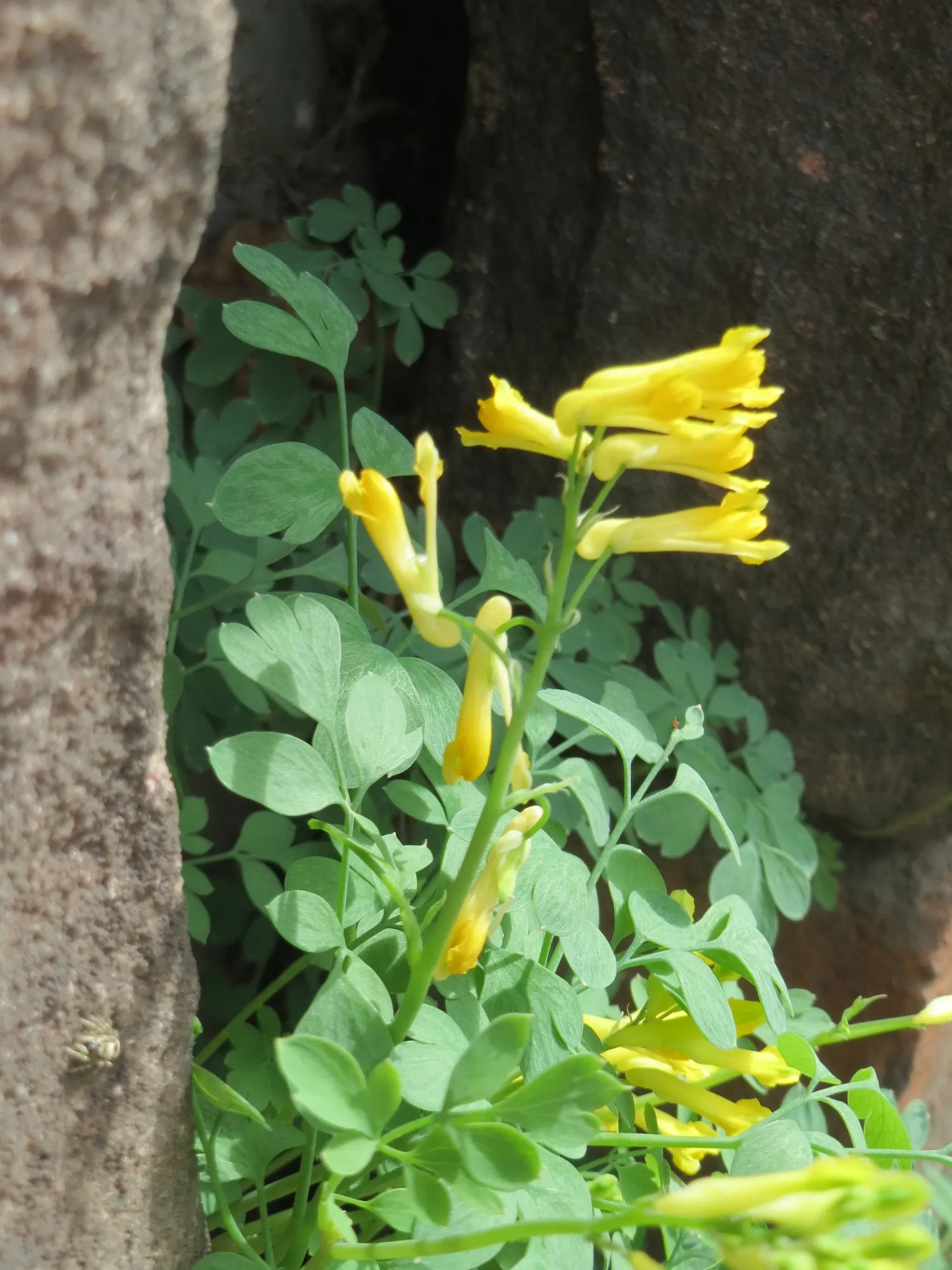 Yellow Corydalis (Corydalis Lutea) — making it an excellent choice for borders; yellow flowers in the garden, image 56