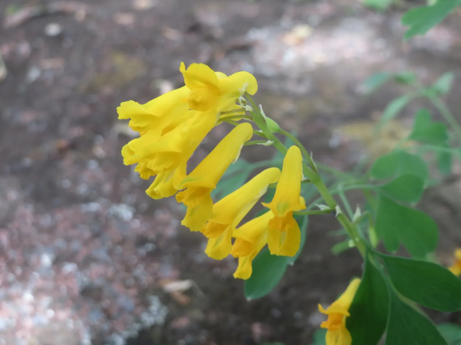 Yellow Corydalis (Corydalis Lutea) — Thriving in partial to full shade, it reaches 12-15 inches in height and spreads approximately 12 inches wide