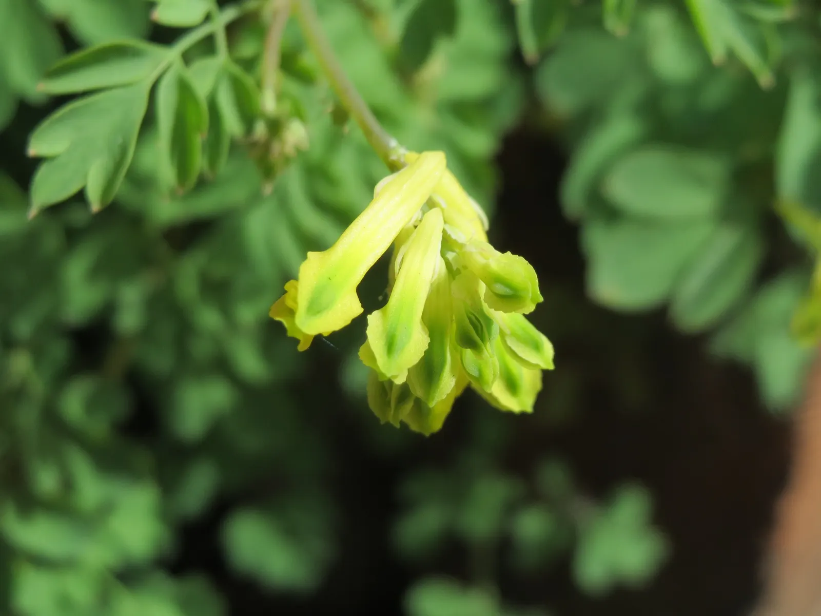 Yellow Corydalis (Corydalis Lutea) — When introducing Yellow Corydalis to a landscape design; tubular golden-yellow flowers, image 86