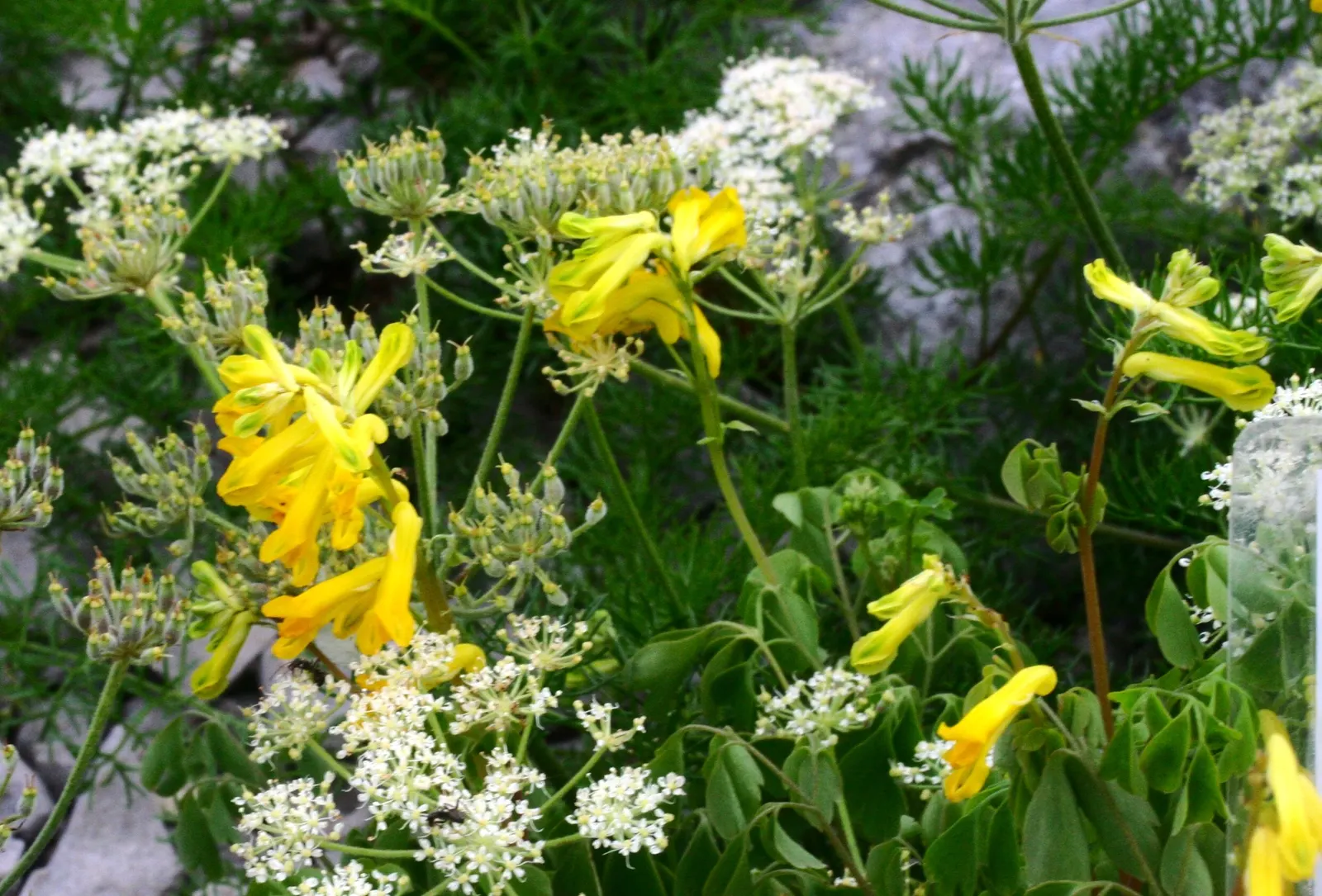 Yellow Corydalis (Corydalis Lutea) — which is an added advantage in many regions; making it an excellent choice for borders, image 61