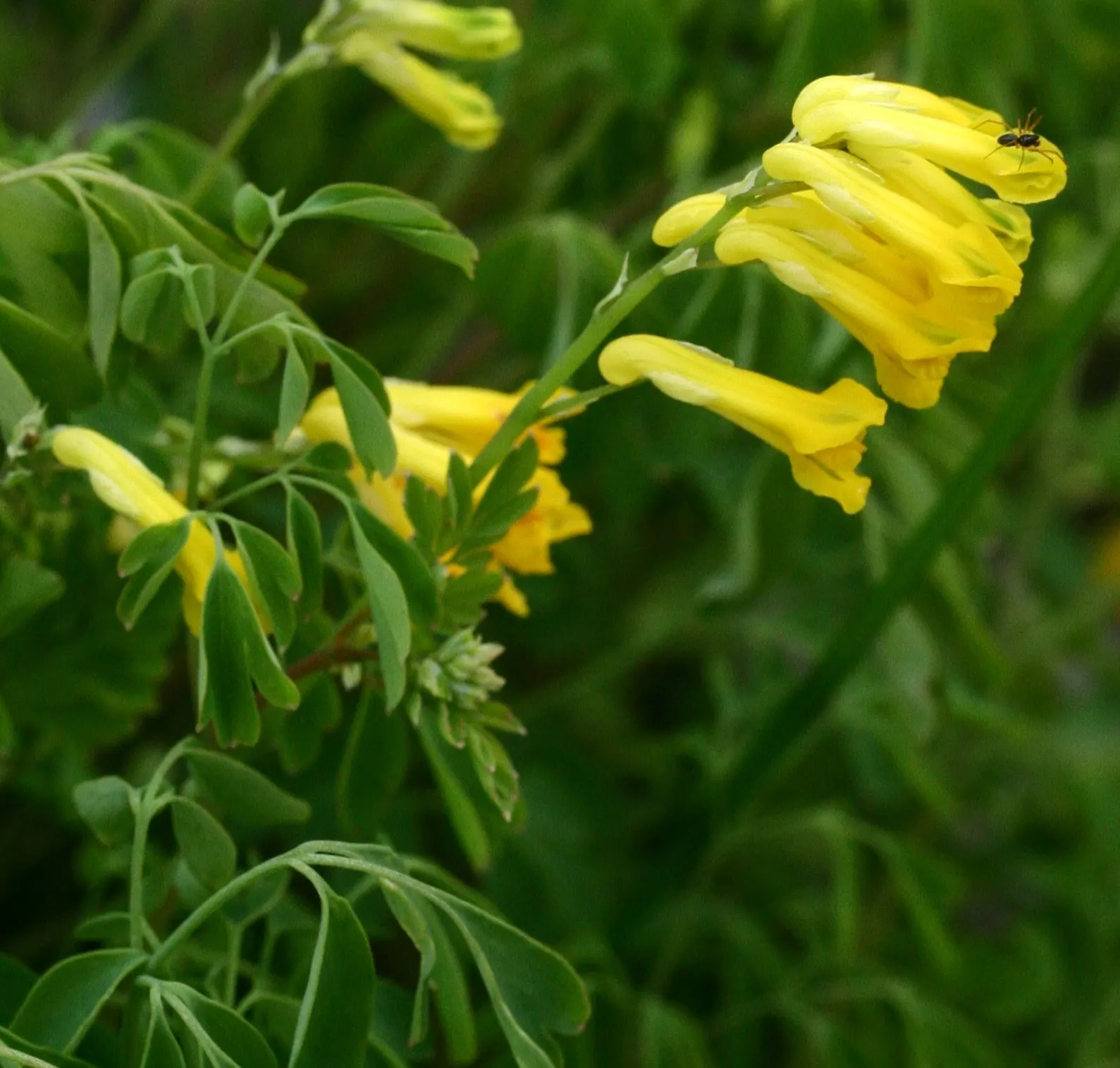 Yellow Corydalis (Corydalis Lutea) — Ideal for rock gardens and woodland settings