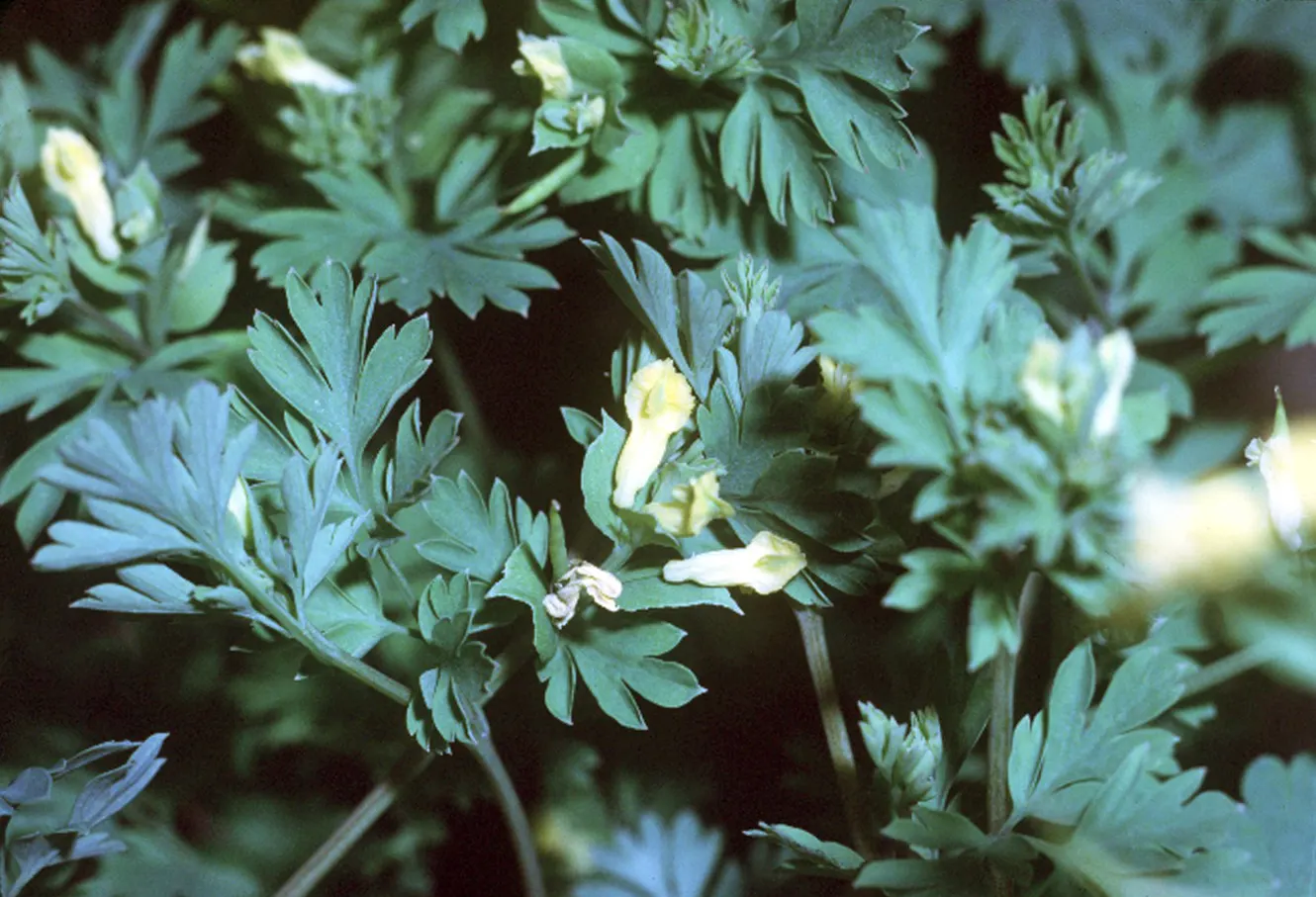Yellow Corydalis (Corydalis Lutea) — Yellow Corydalis reaches a modest height of 12 to 18 inches with a similar spread; these blooms sprout above, image 101