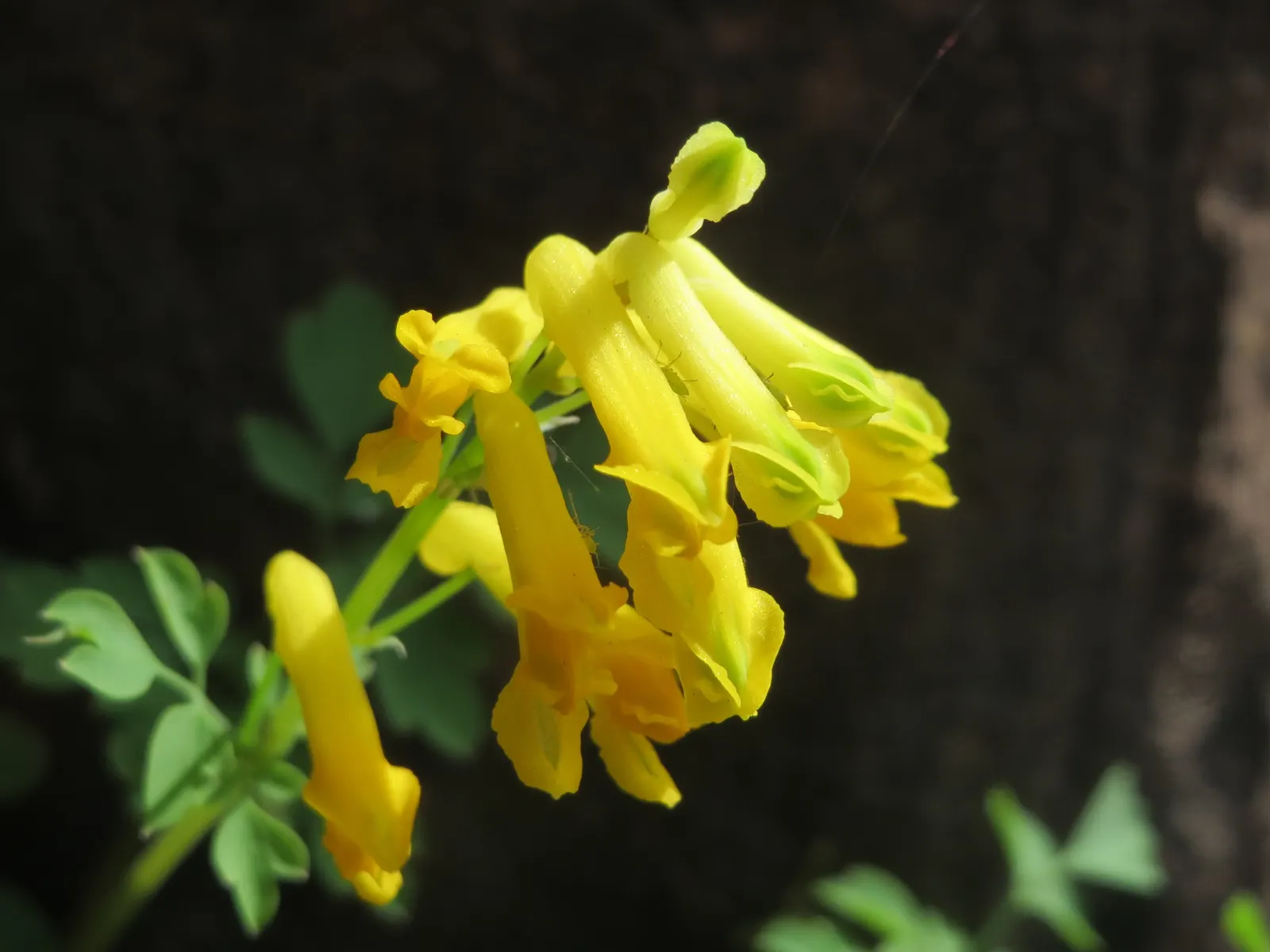 Yellow Corydalis (Corydalis Lutea) — tubular flowers that are about 1 inch in size; it requires minimal care and is relatively free from diseases and pests