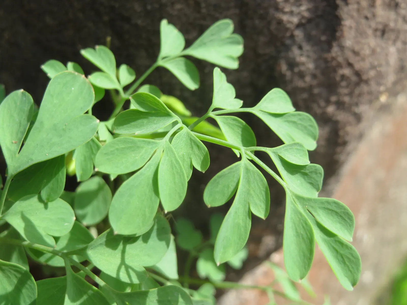 Yellow Corydalis (Corydalis Lutea) — this low-maintenance plant provides continuous blooms from late spring to early fall; thriving in partial to, image 73