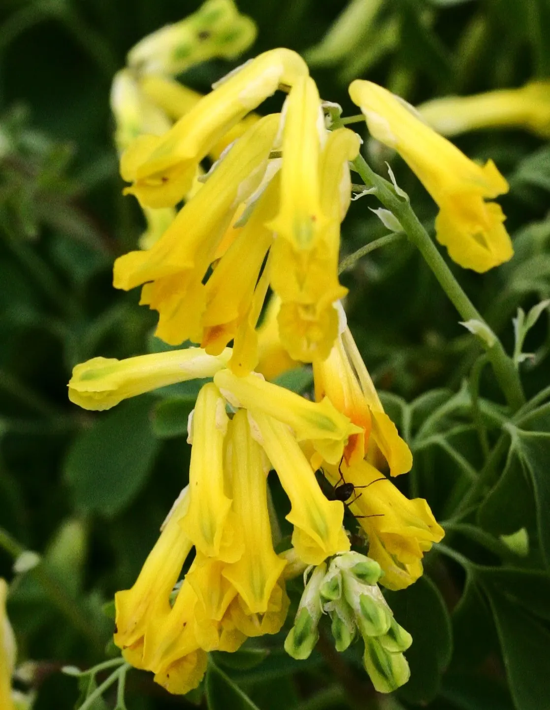 Yellow Corydalis (Corydalis Lutea) — It flourishes in USDA hardiness zones 5 through 7; perennial for half or shade, image 53