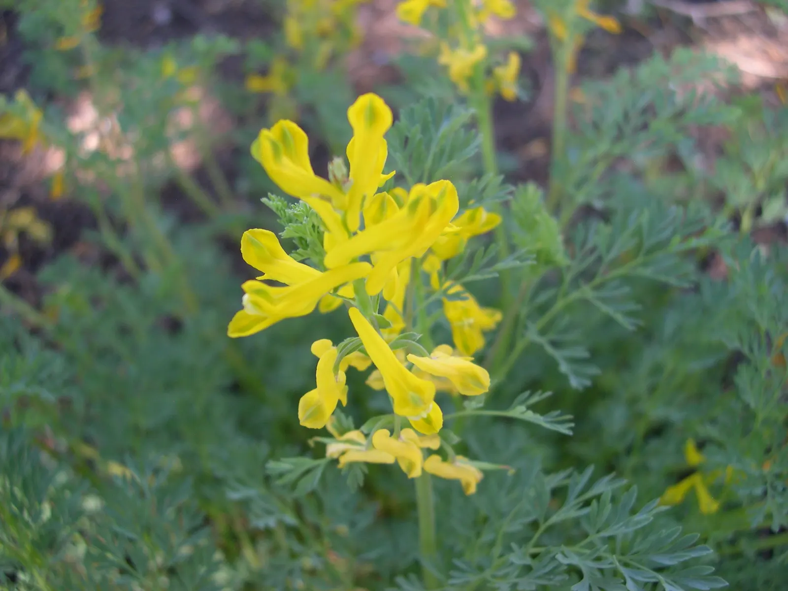 Yellow Corydalis (Corydalis Lutea) — perennial for half or shade; making it a splendid choice for both novice gardeners and seasoned landscapers, image 92