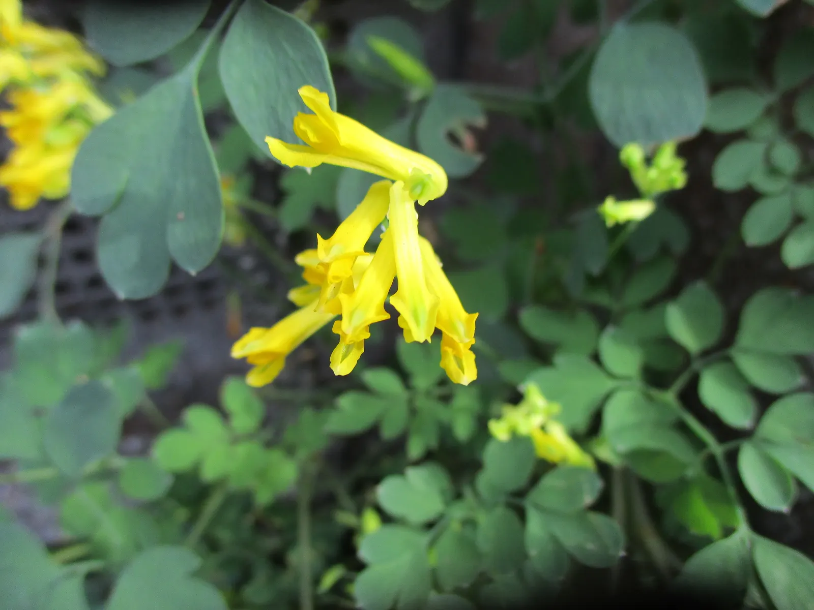 Yellow Corydalis (Corydalis Lutea) — consider its ability to naturalize and provide a pop of color among other shade-loving perennials; demonstrating a robust