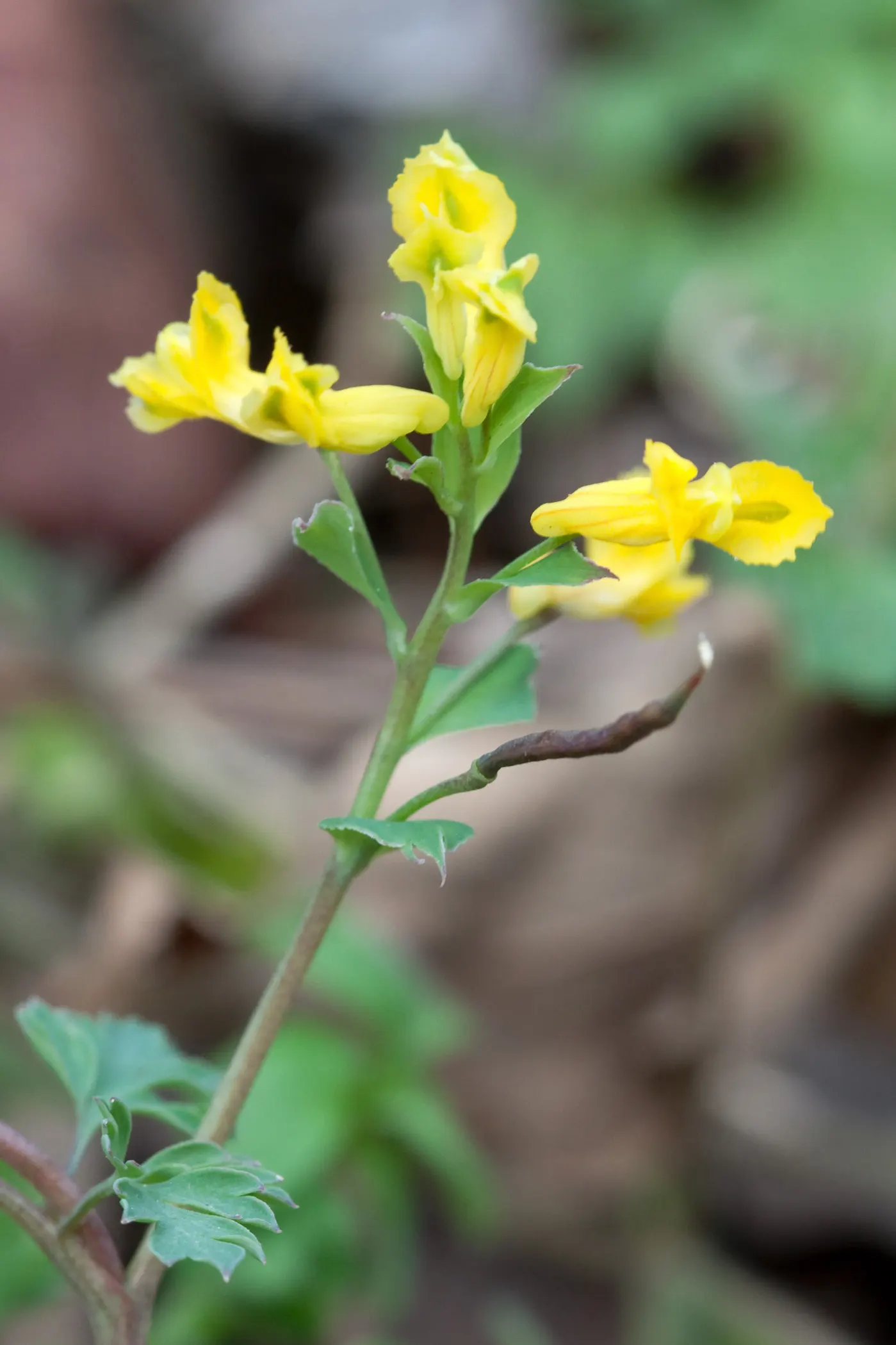Yellow Corydalis (Corydalis Lutea) — Ideal for rock gardens and woodland settings; consider its ability to naturalize and provide a pop of color, image 95