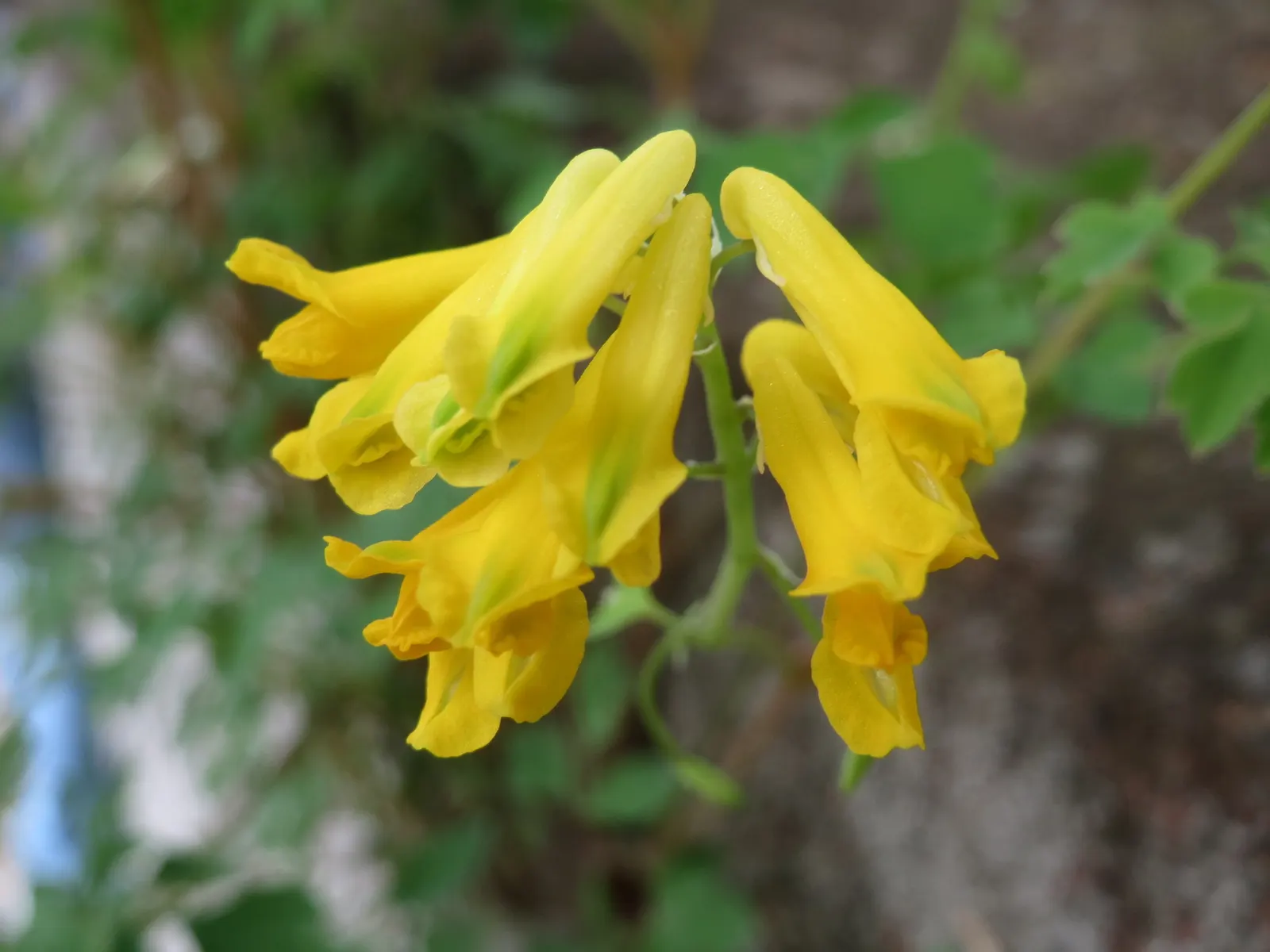 Yellow Corydalis (Corydalis Lutea) — These blooms sprout above the foliage on slender stems; ideal for rock gardens and woodland settings, image 60