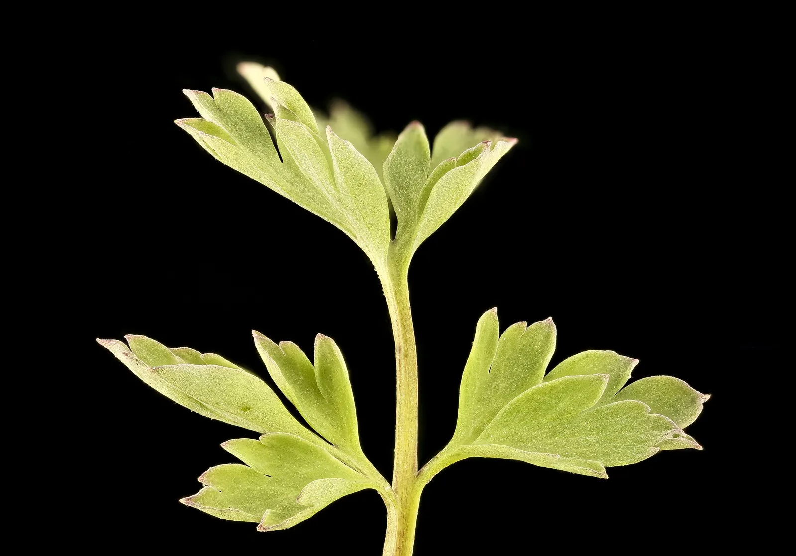 Yellow Corydalis (Corydalis Lutea) — Moreover, it readily self-seeds under optimal conditions, ensuring a continual presence in the garden; when, image 85