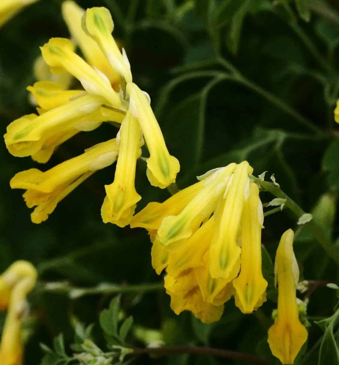 Yellow Corydalis (Corydalis Lutea) — Thriving in partial to full shade, it reaches 12-15 inches in height and spreads approximately 12 inches wide, image 48