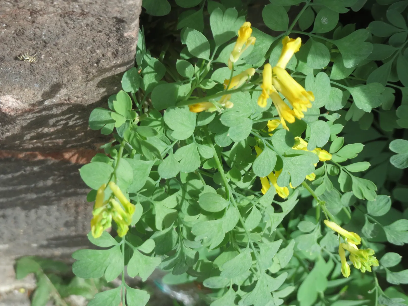 Yellow Corydalis (Corydalis Lutea) — Yellow Corydalis reaches a modest height of 12 to 18 inches with a similar spread; these blooms sprout above, image 78