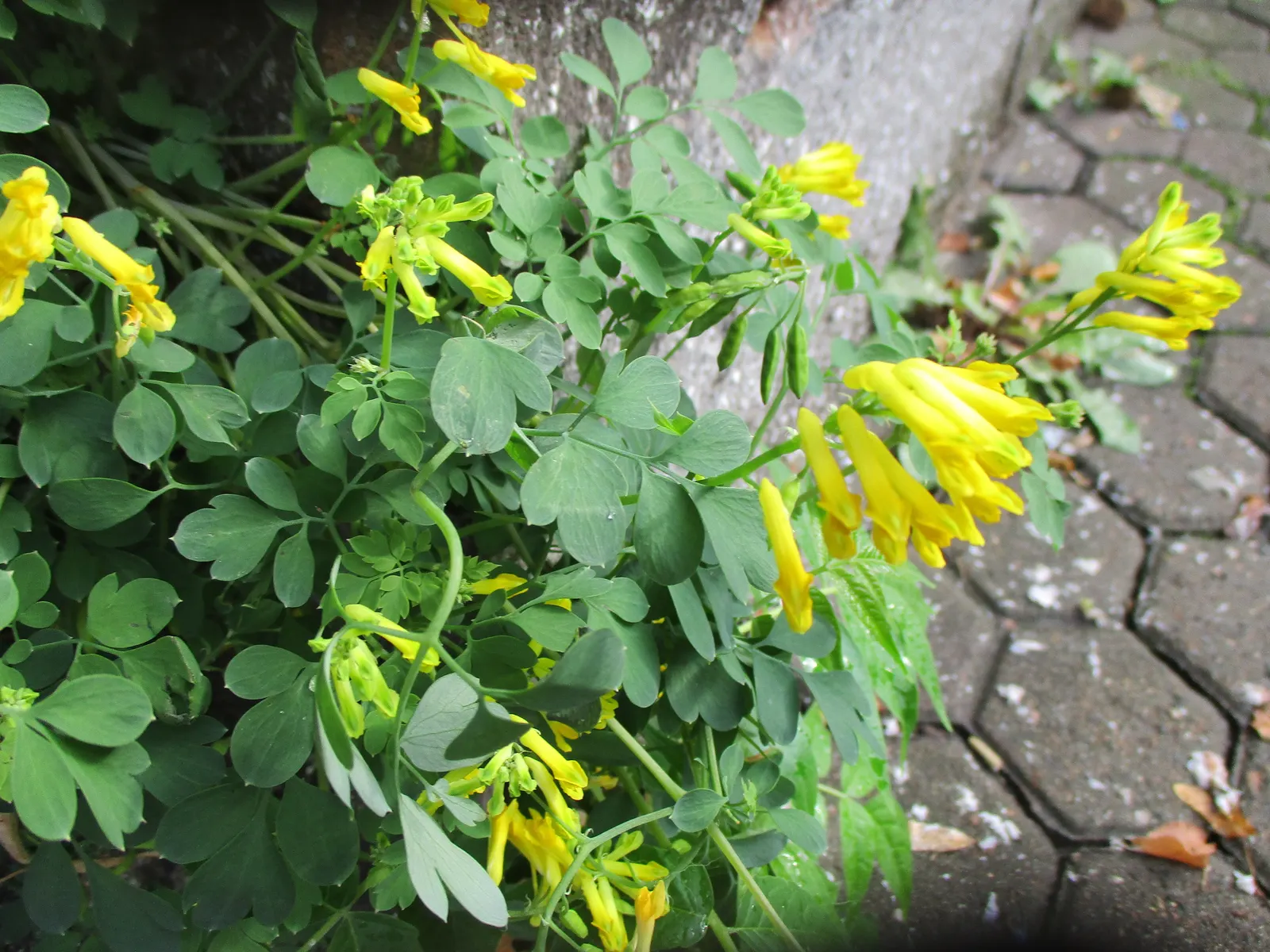 Yellow Corydalis (Corydalis Lutea) — perennial with yellow blooms; tubular flowers that are about 1 inch in size, image 91