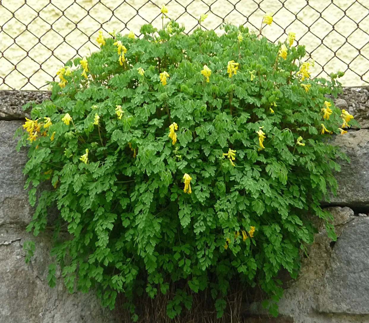 Yellow Corydalis (Corydalis Lutea) — this low-maintenance plant provides continuous blooms from late spring to early fall; thriving in partial to full shade