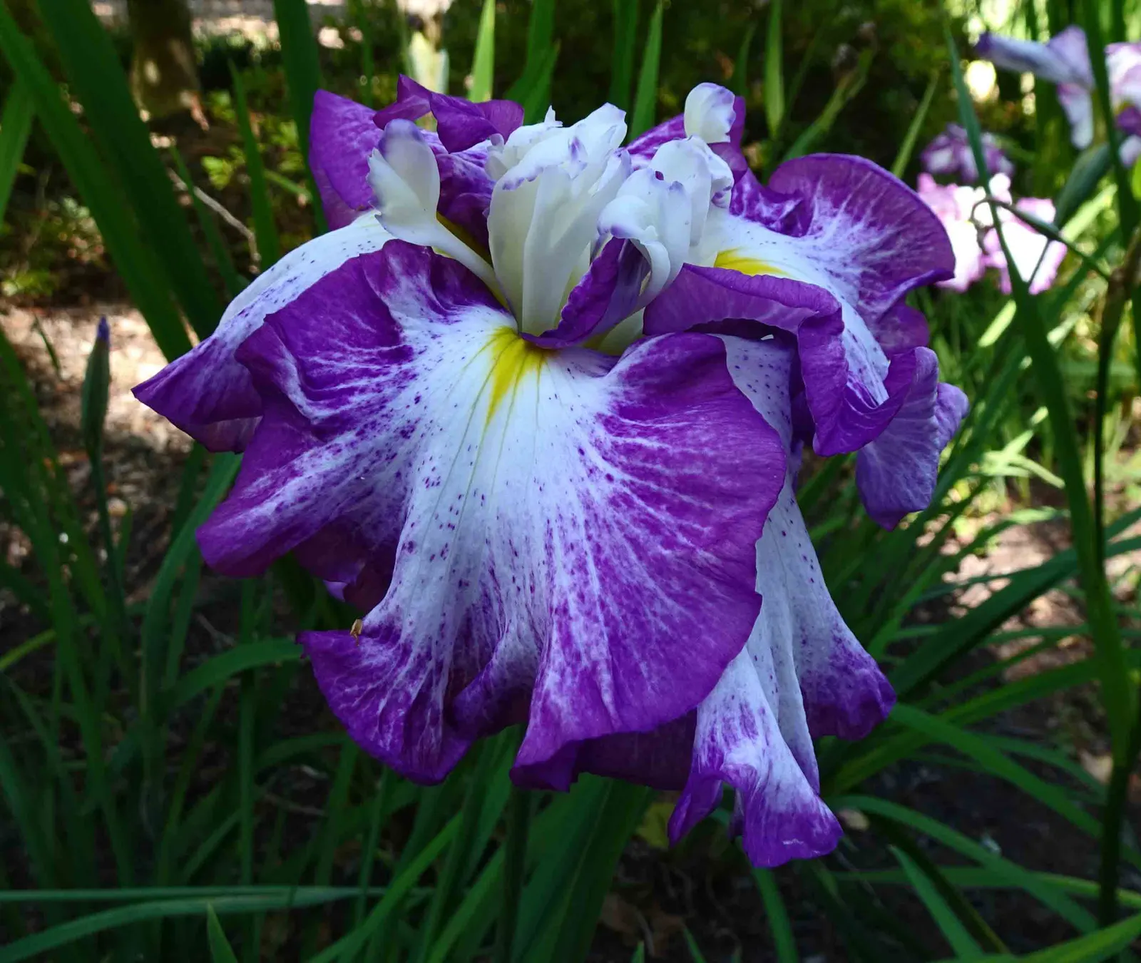 Lion King Japanese Iris (Iris Ensata 'Lion King') — The Iris ensata 'Lion King' is an exquisite Japanese Iris, showcasing large 6-inch blooms with ruffled