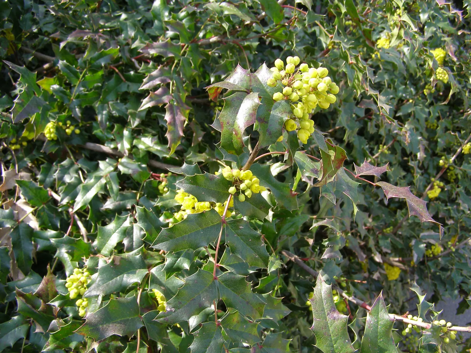 Coast Barberry (Berberis Pinnata) — maturing to purplish-black berries