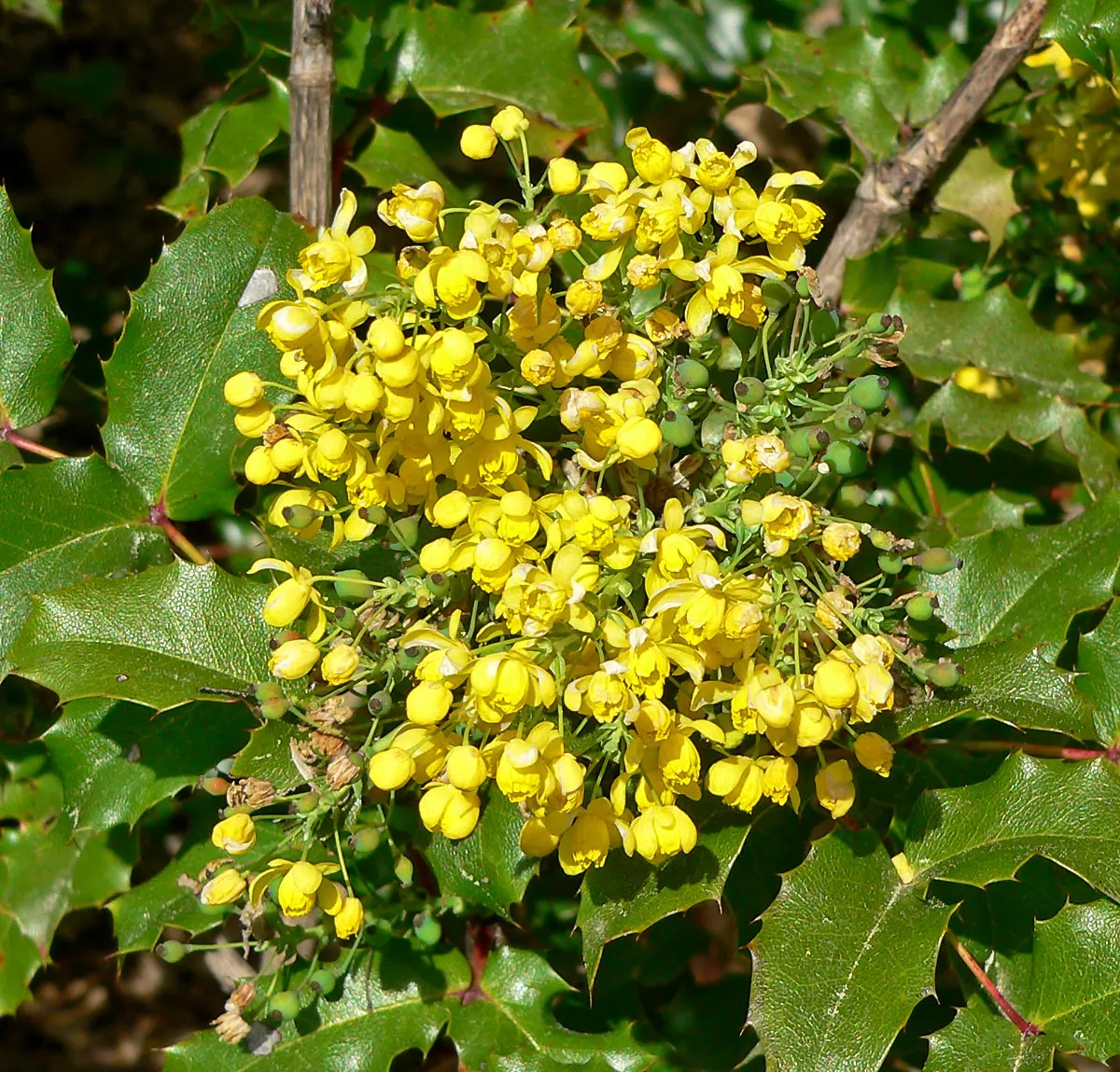 Coast Barberry (Berberis Pinnata) — <br><br>Resilient and offering year-round interest