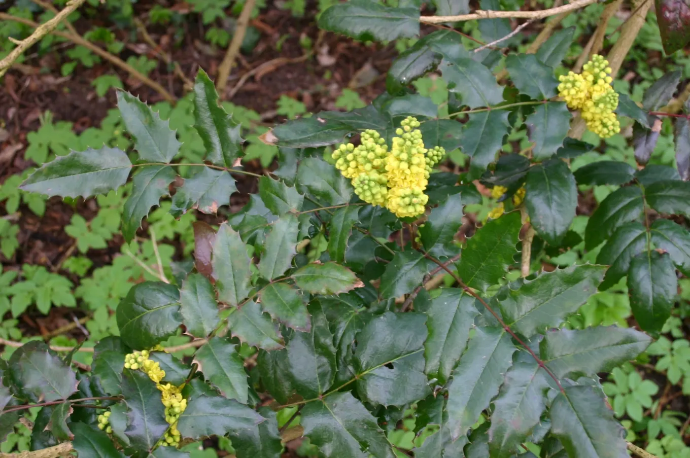 Coast Barberry (Berberis Pinnata) — its spiny branches can serve as a deterrent to pests and make it a practical choice for use as a barrier plant