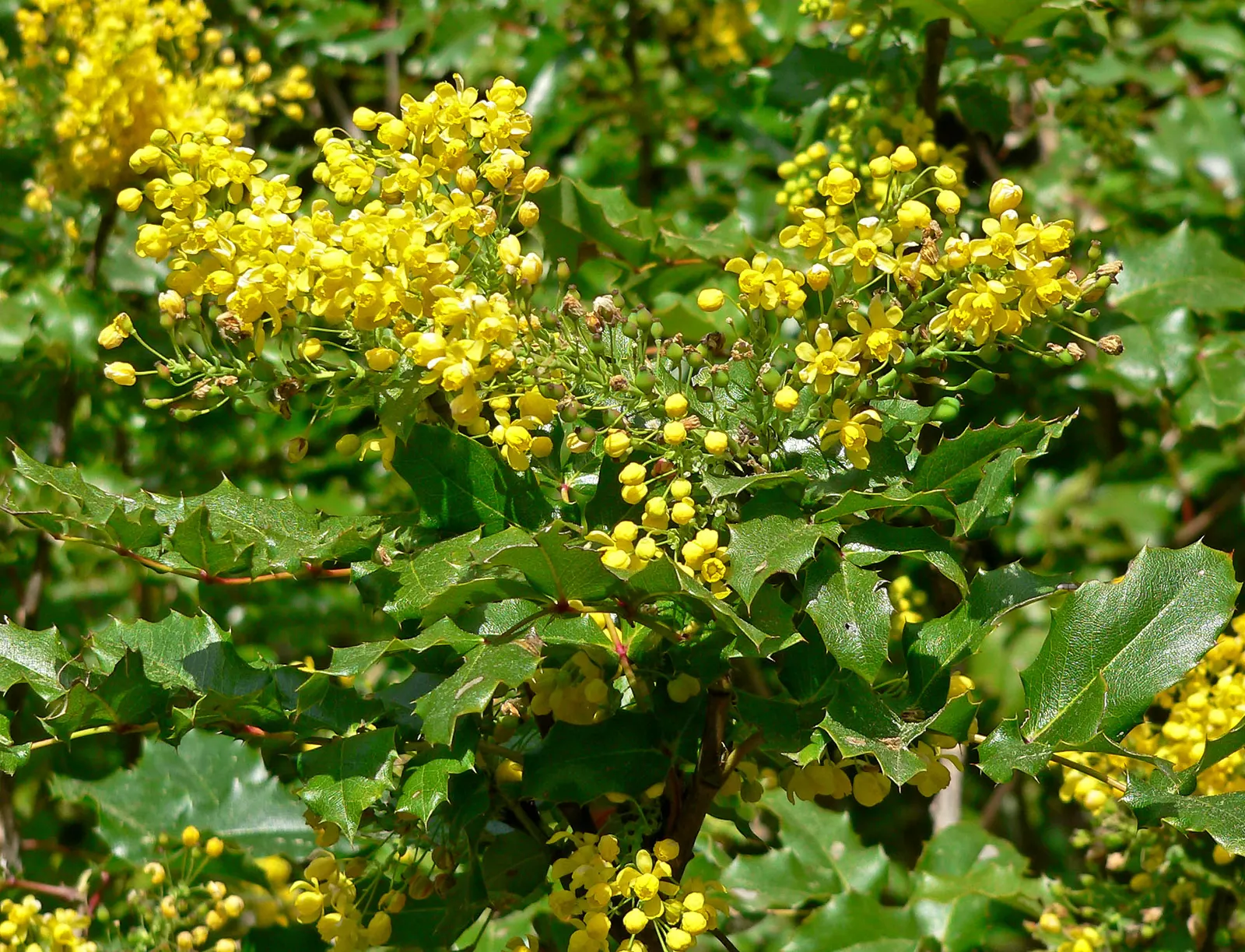 Coast Barberry (Berberis Pinnata) — scientifically named Berberis pinnata