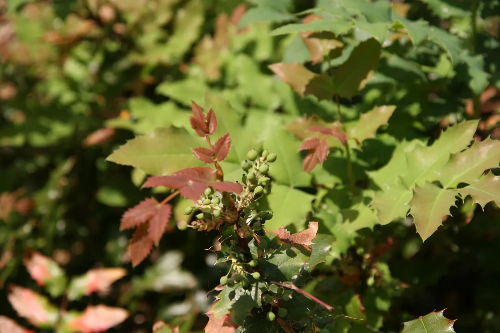 Coast Barberry (Berberis Pinnata) — compound leaves which span around 1 to 2 inches long