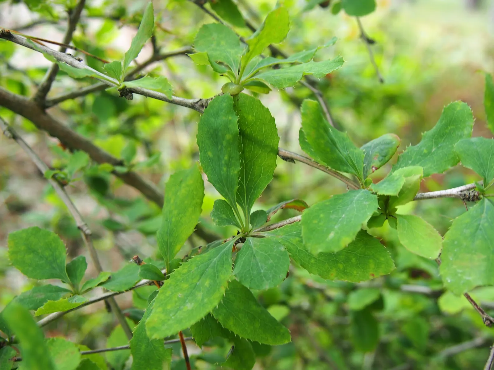 Coast Barberry (Berberis Pinnata) — contributing both aesthetic value and ecological support to the designed landscape