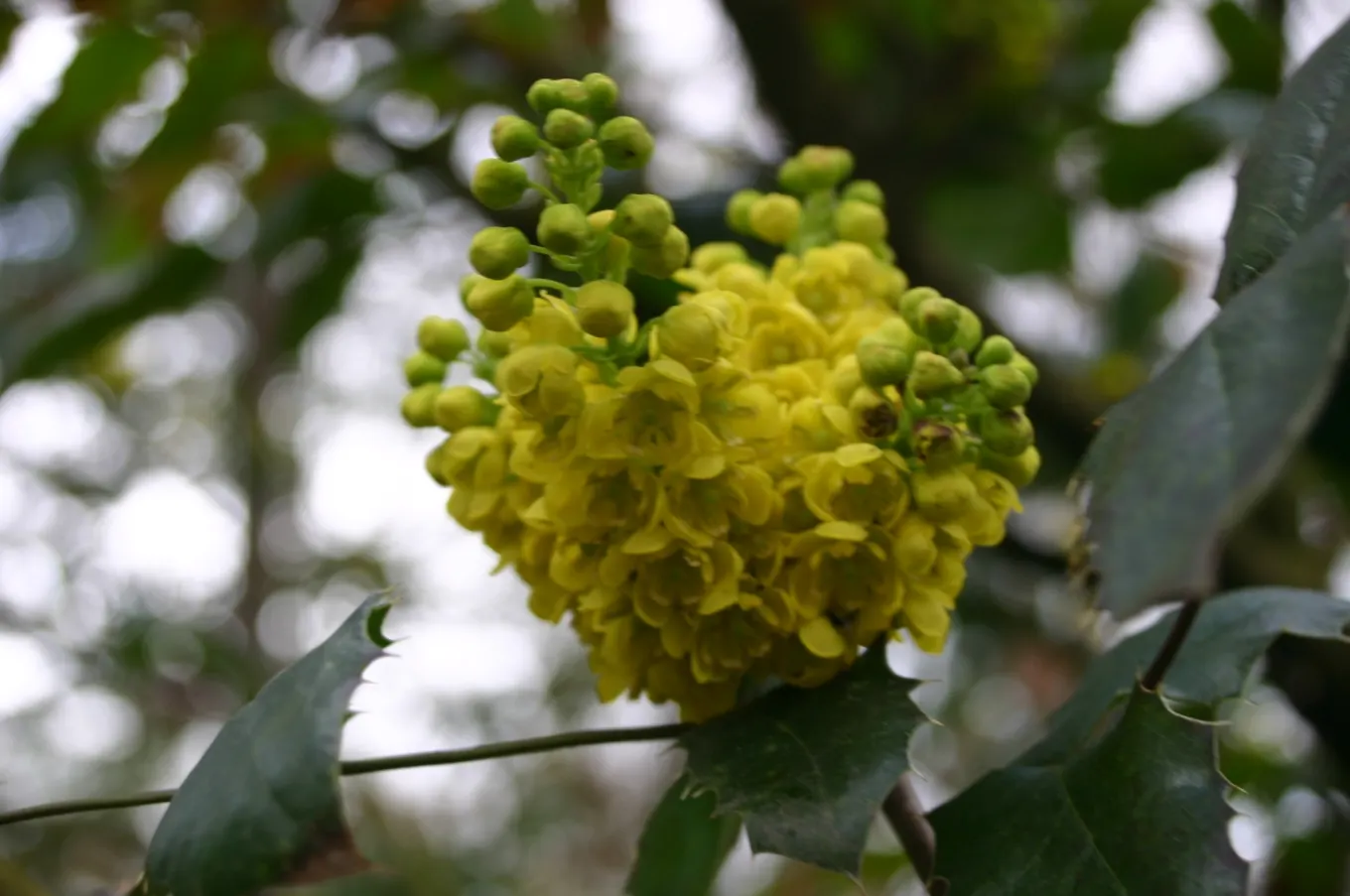 Coast Barberry (Berberis Pinnata) — yellow flowers in the garden