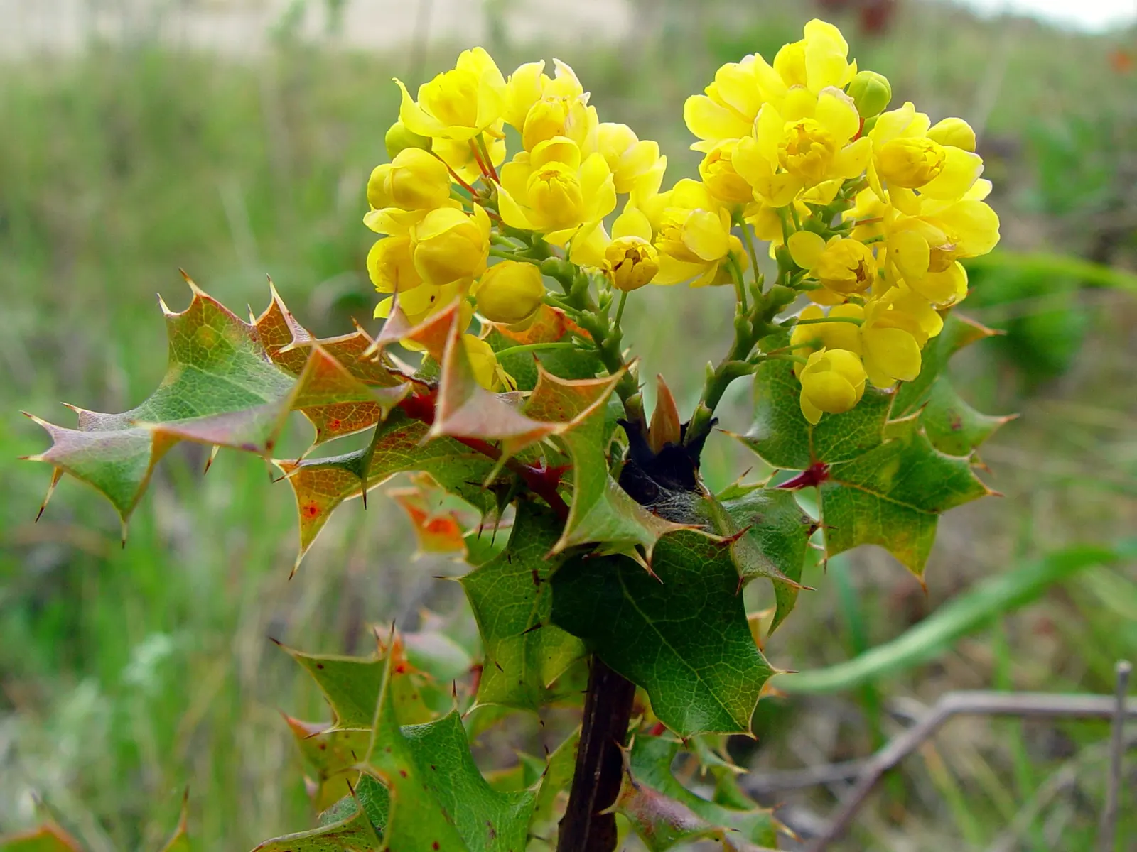 Coast Barberry (Berberis Pinnata) — Its thorny branches and drought tolerance make it a fine choice for defensive plantings and xeriscaping
