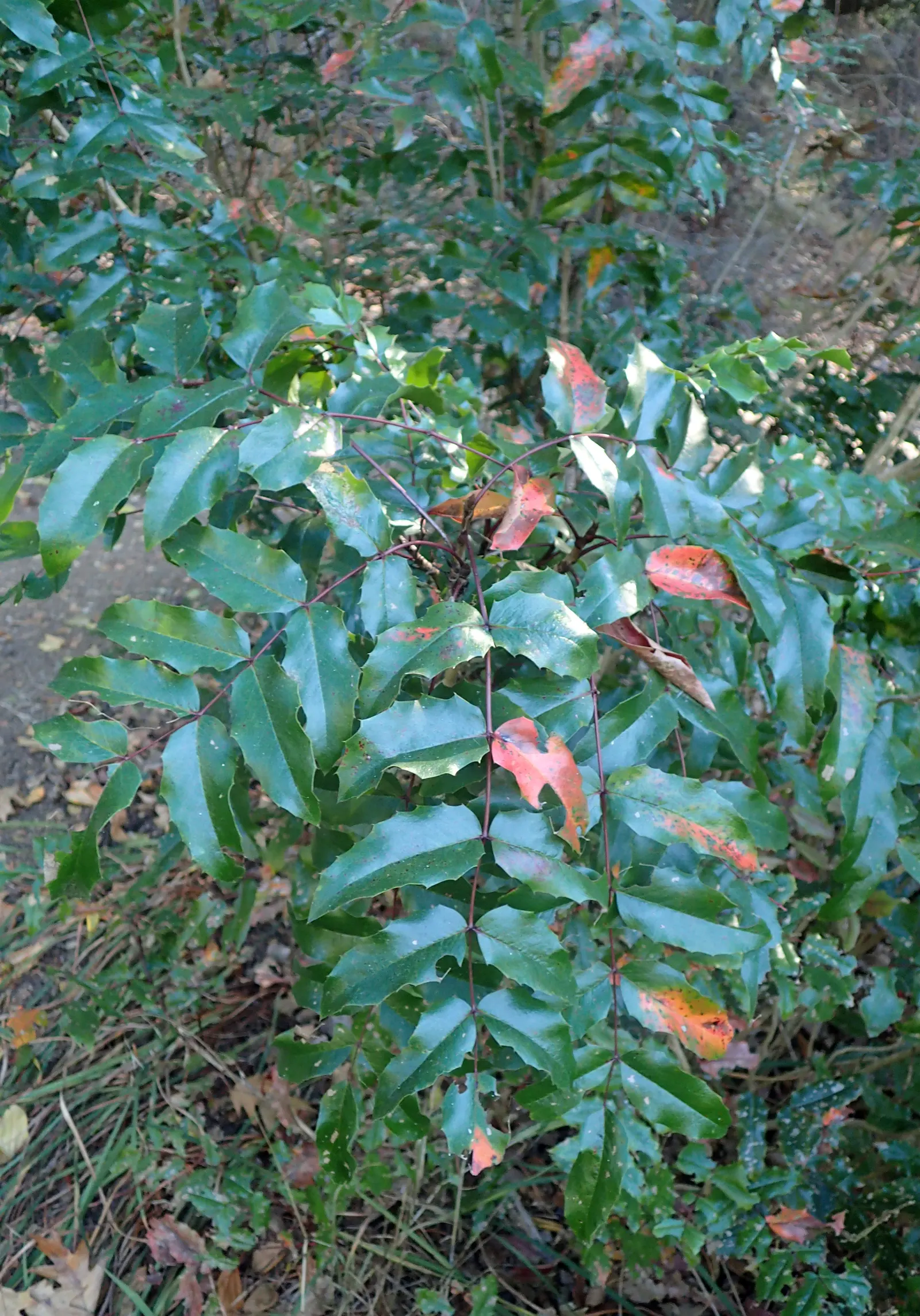 Coast Barberry (Berberis Pinnata) — this hardy shrub can reach a mature size ranging approximately 3 to 6 feet in height and 4 to 7 feet in width
