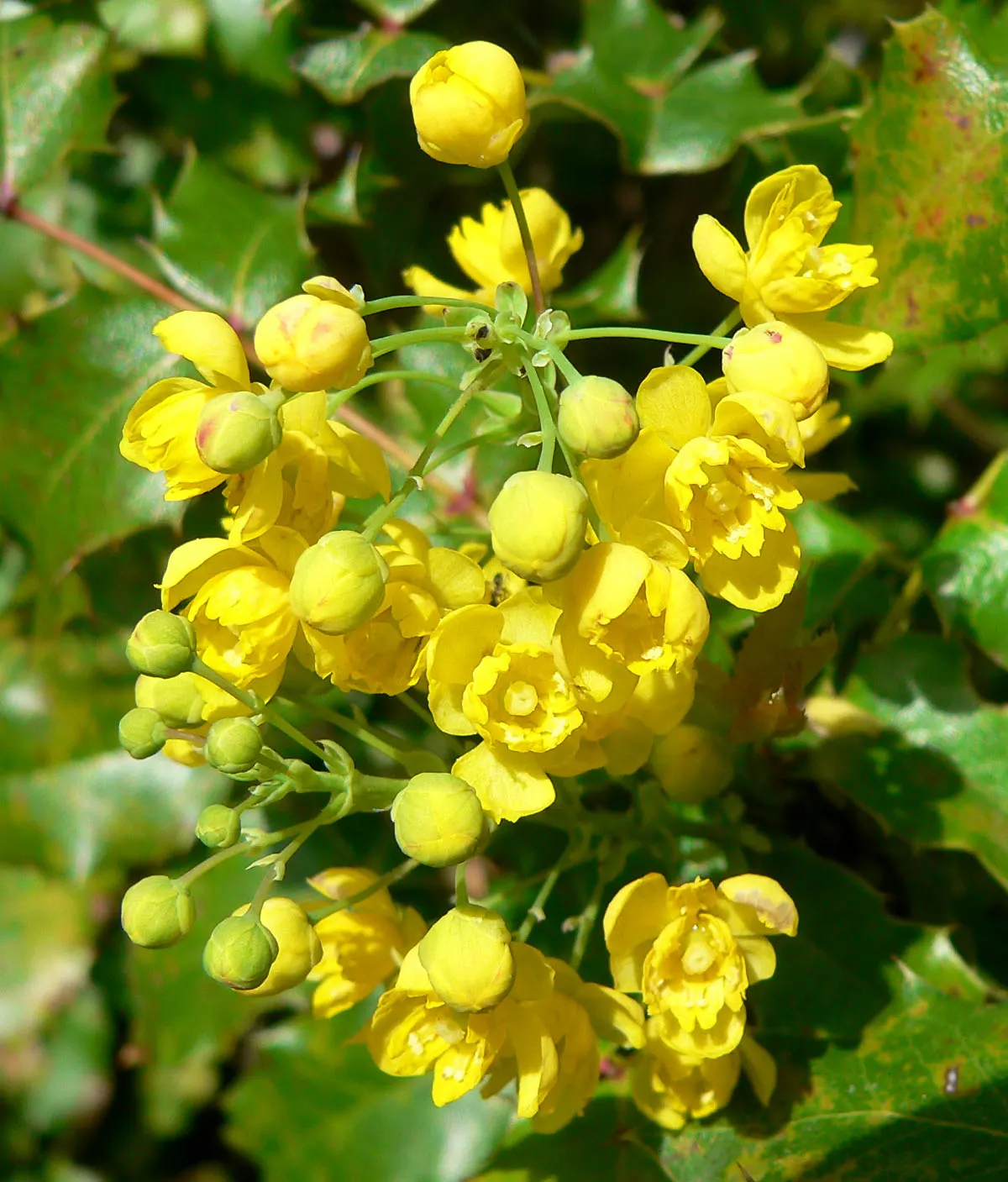 Coast Barberry (Berberis Pinnata) — the Coast Barberry prefers well-drained soils and is tolerant to drought conditions once established